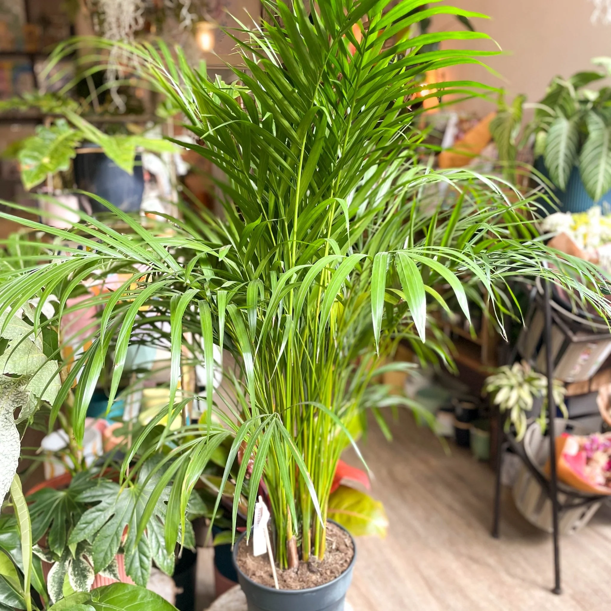 Areca Palm - Chrysalidocarpus lutescens - Image 3