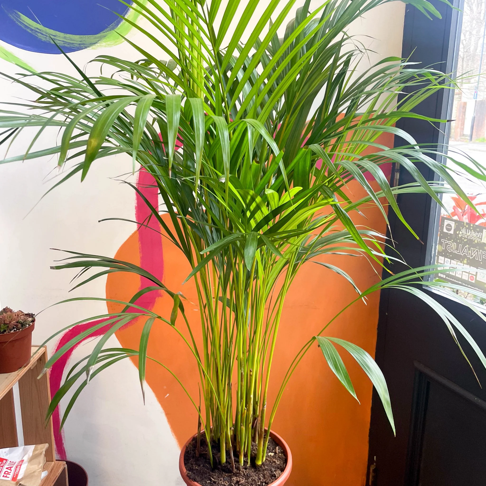 Areca Palm - Chrysalidocarpus lutescens - Image 4