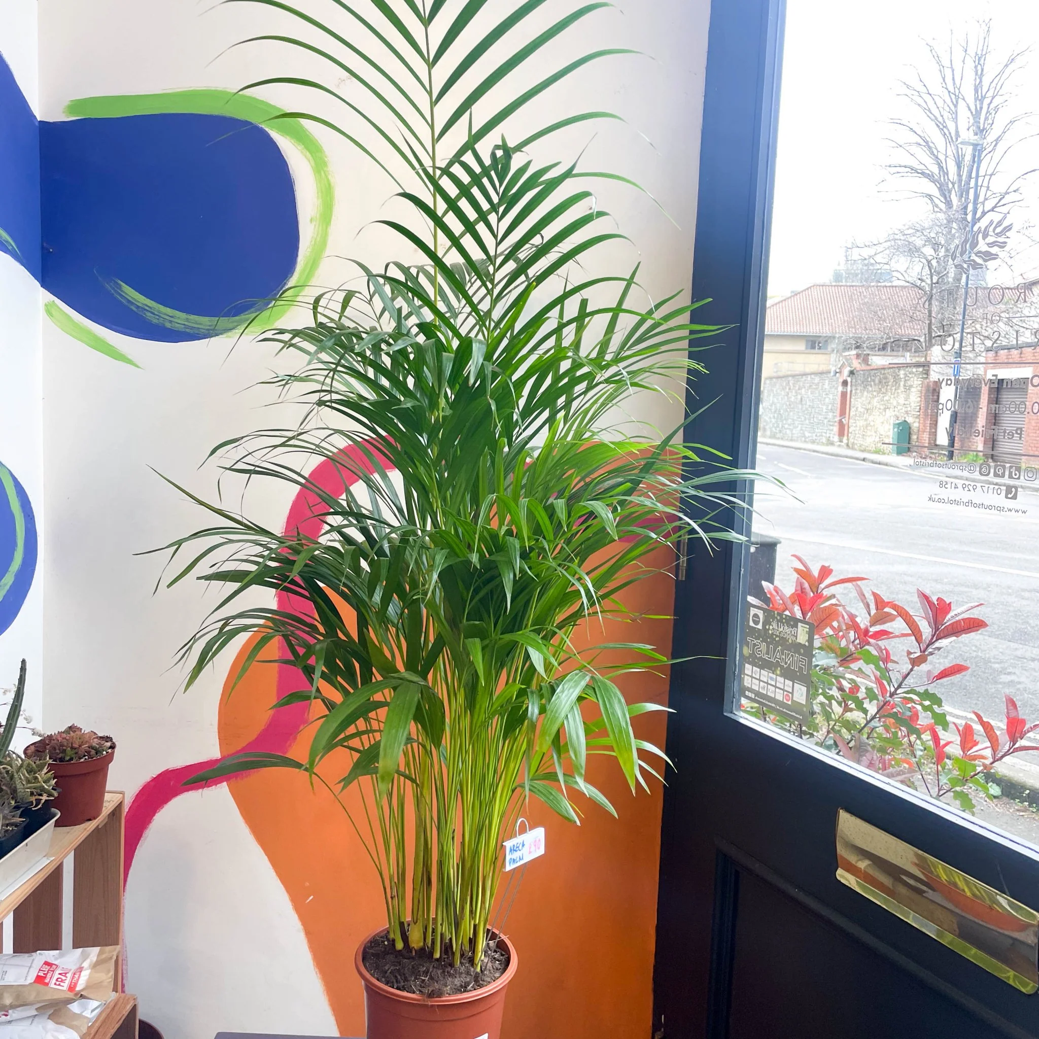 Areca Palm - Chrysalidocarpus lutescens - Image 5