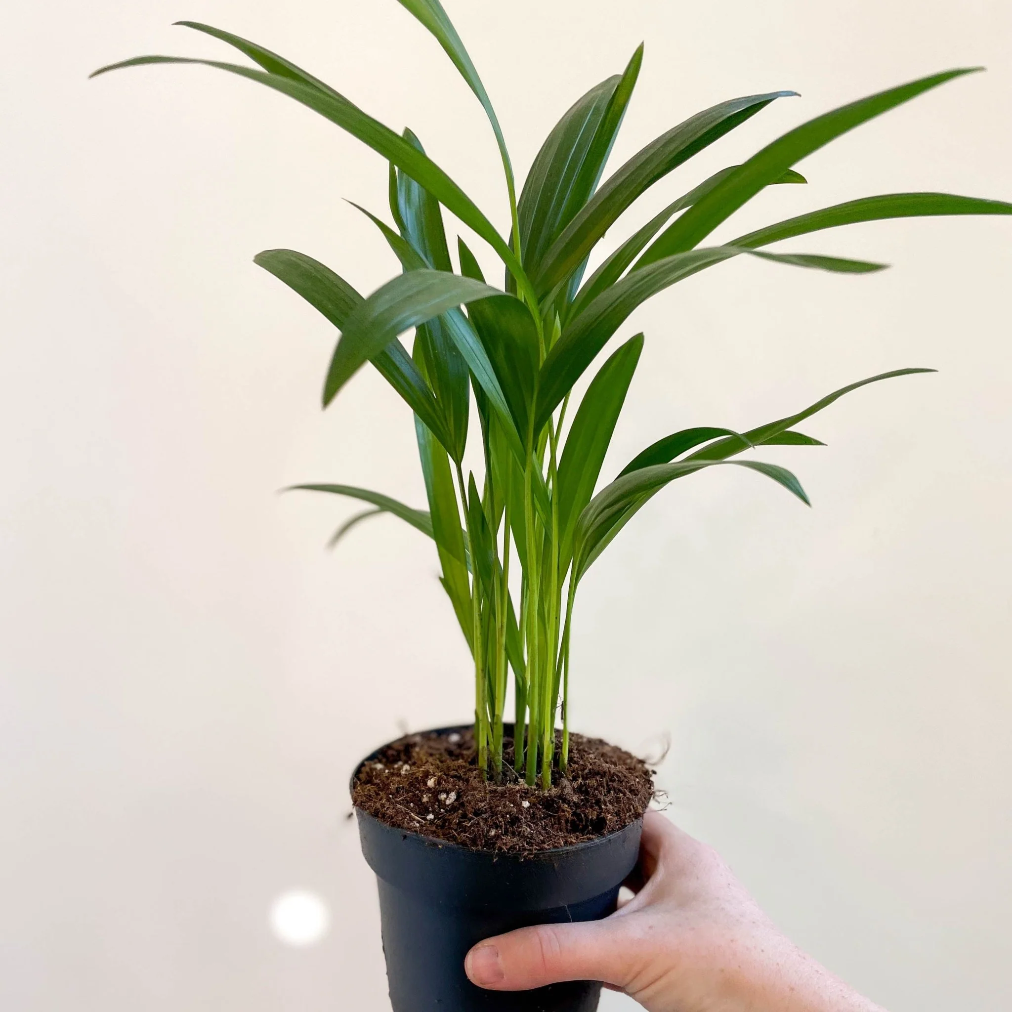 Areca Palm - Chrysalidocarpus lutescens - Image 6