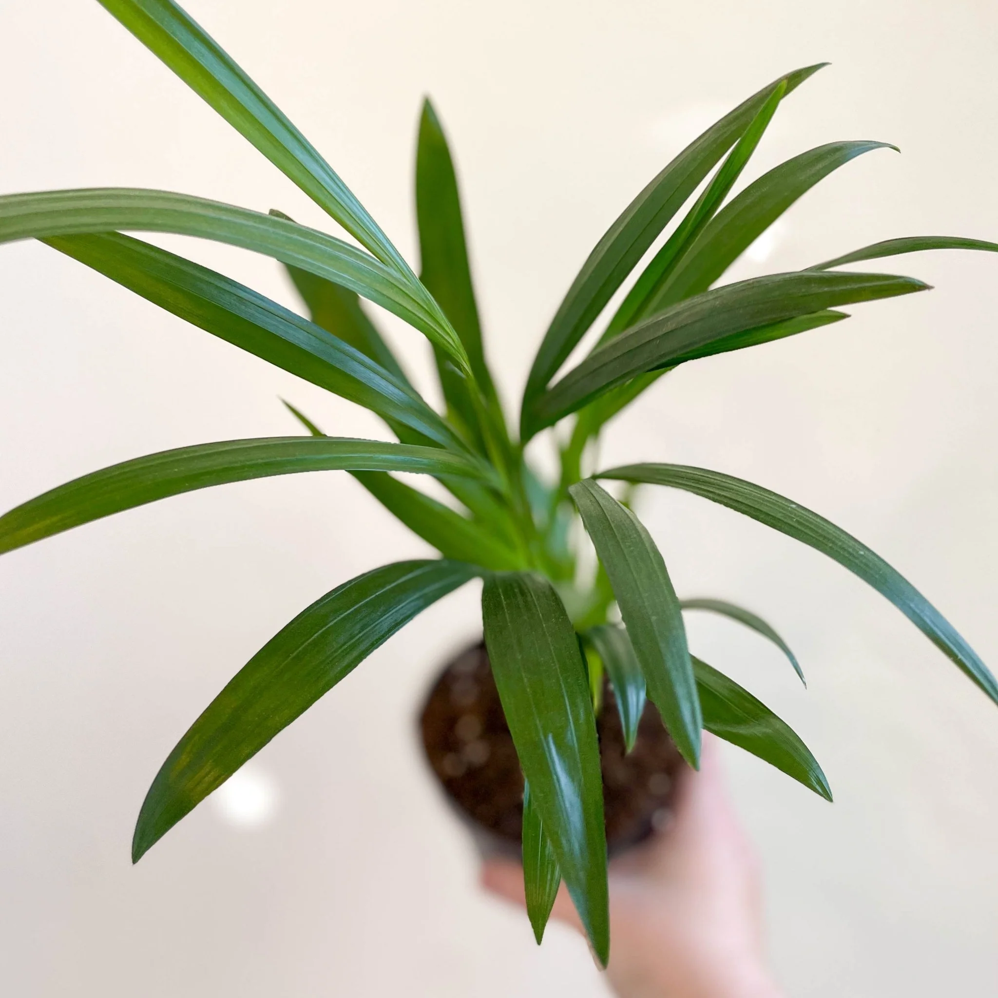 Areca Palm - Chrysalidocarpus lutescens - Image 7