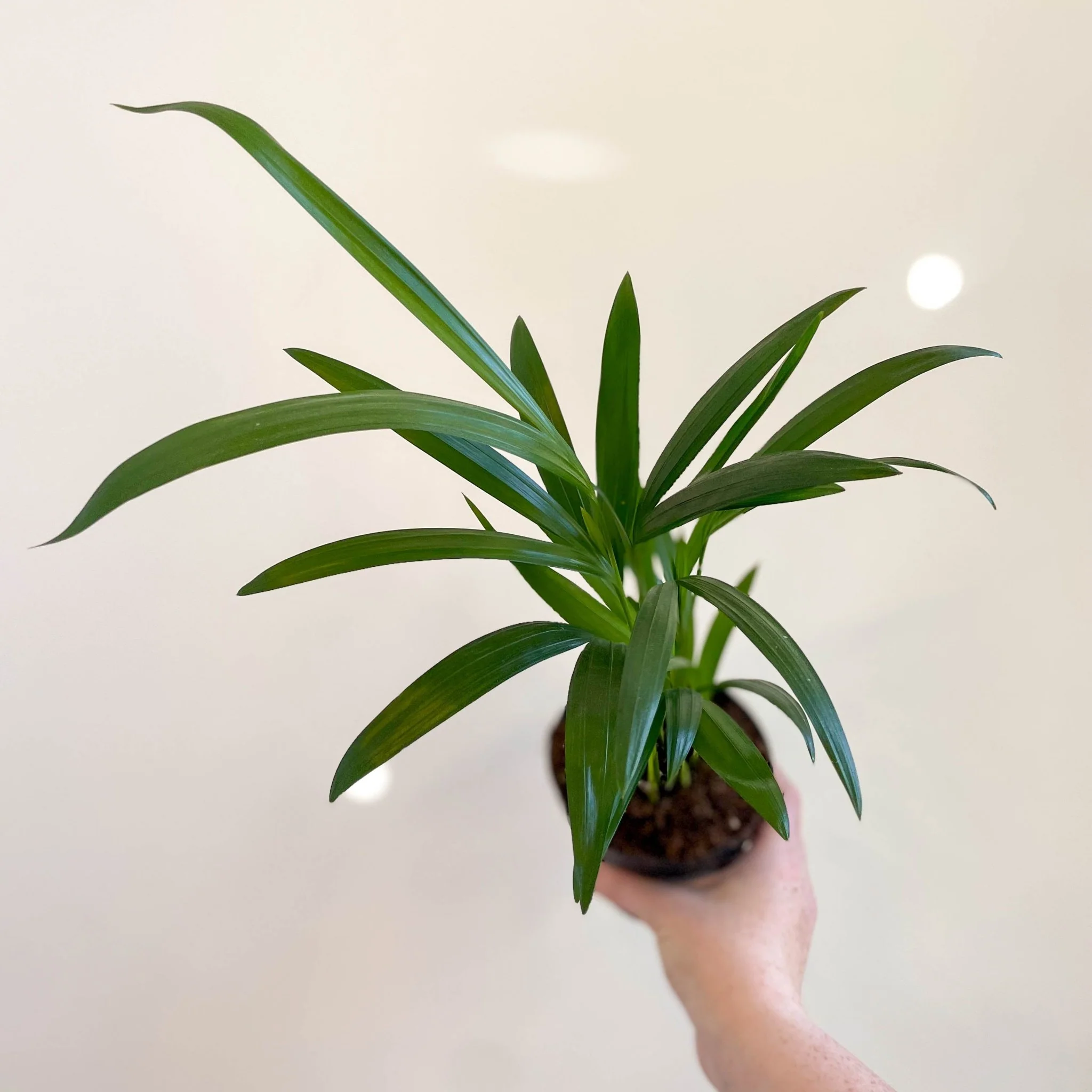 Areca Palm - Chrysalidocarpus lutescens - Image 8