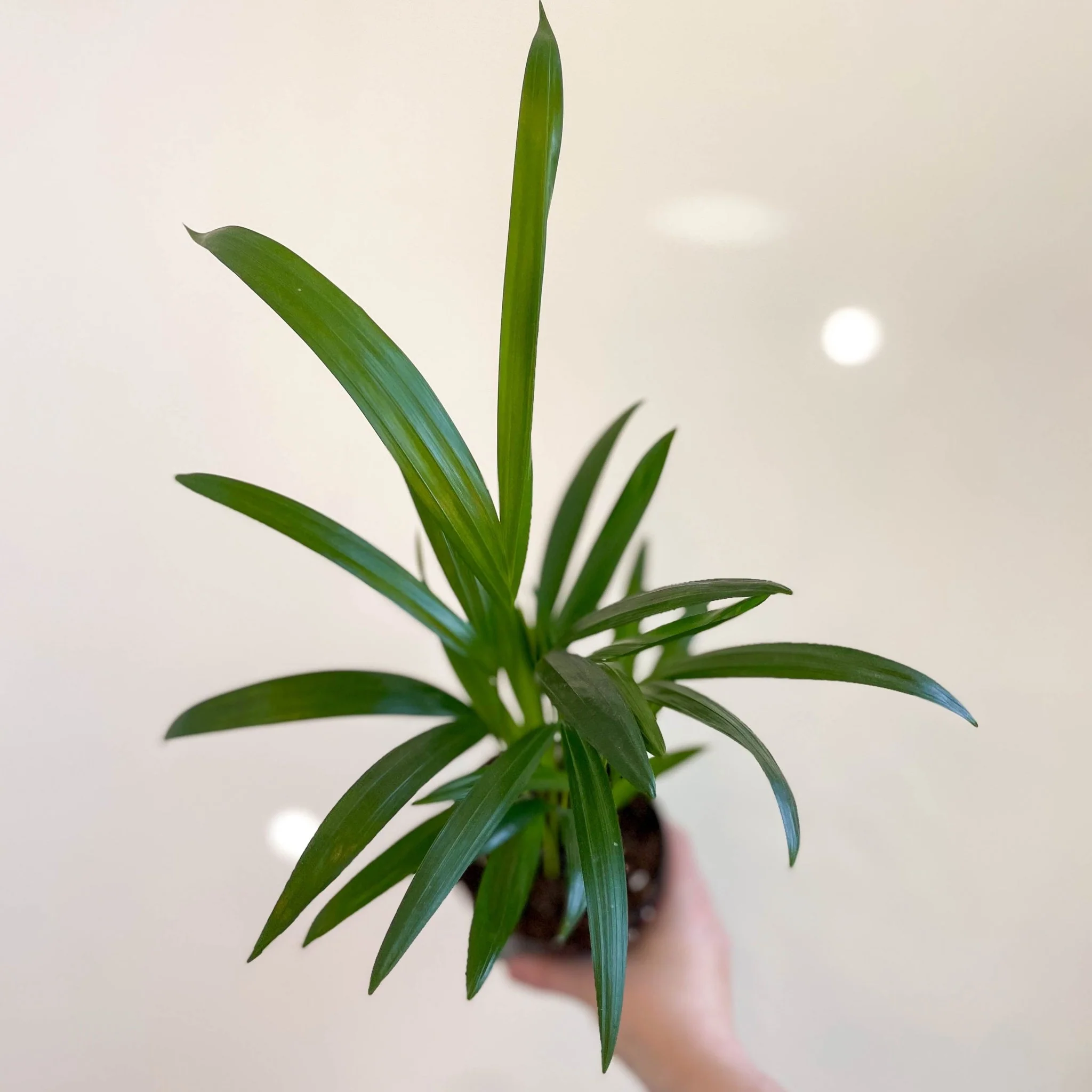 Areca Palm - Chrysalidocarpus lutescens - Image 9