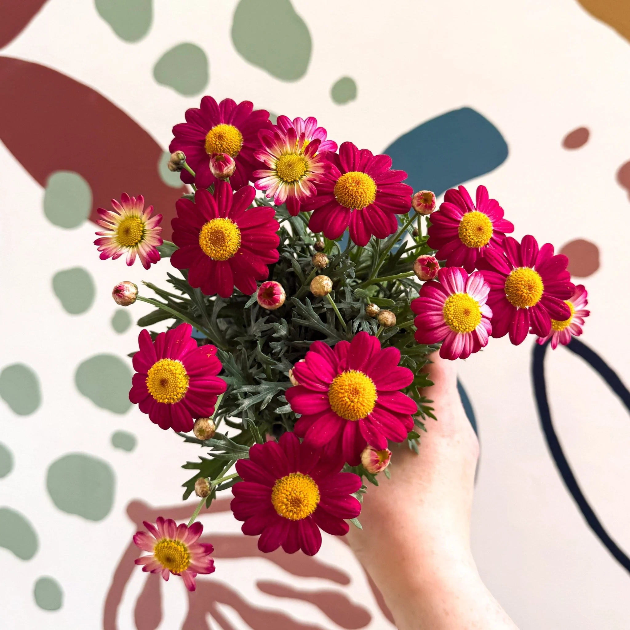 Argyranthemum frutescens 'La Rita Red' - Red Marguerite Daisy