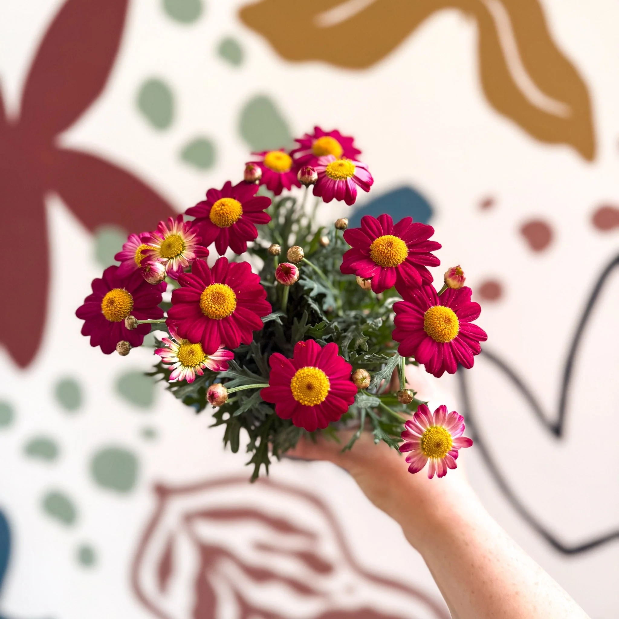 Argyranthemum frutescens 'La Rita Red' - Red Marguerite Daisy - Image 10