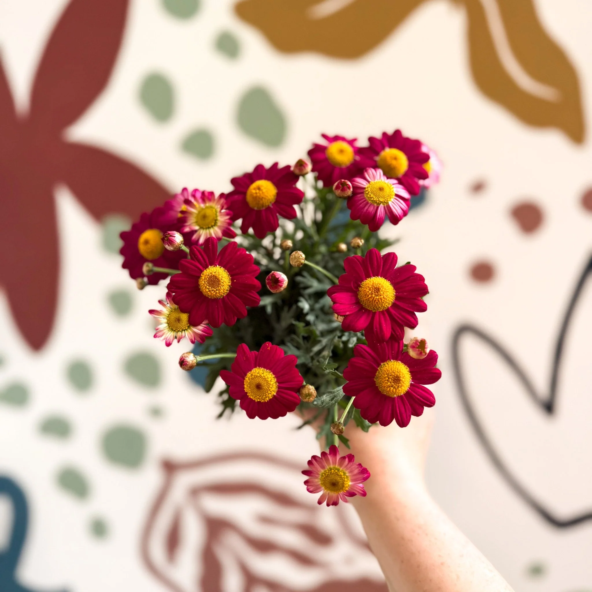 Argyranthemum frutescens 'La Rita Red' - Red Marguerite Daisy - Image 11