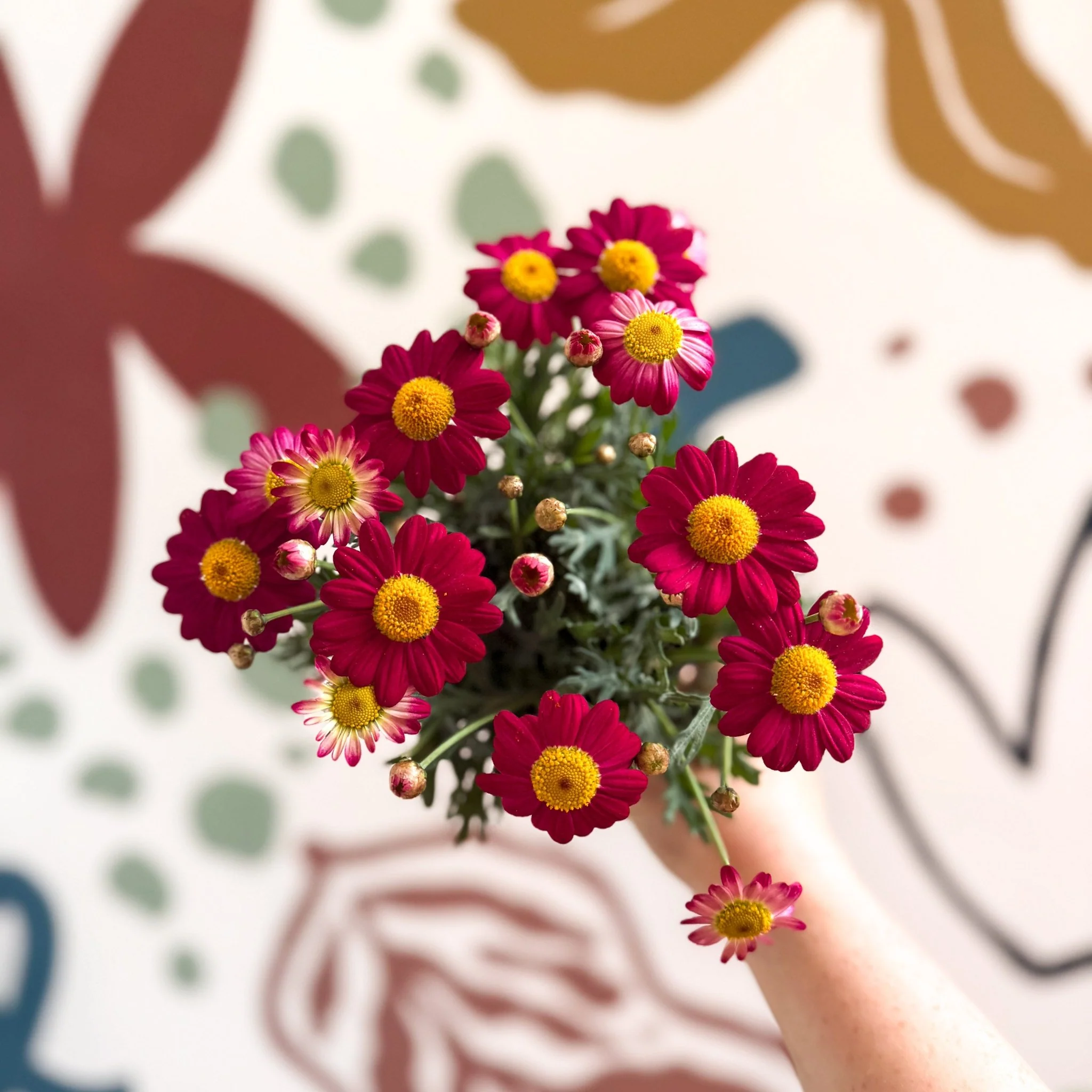 Argyranthemum frutescens 'La Rita Red' - Red Marguerite Daisy - Image 12
