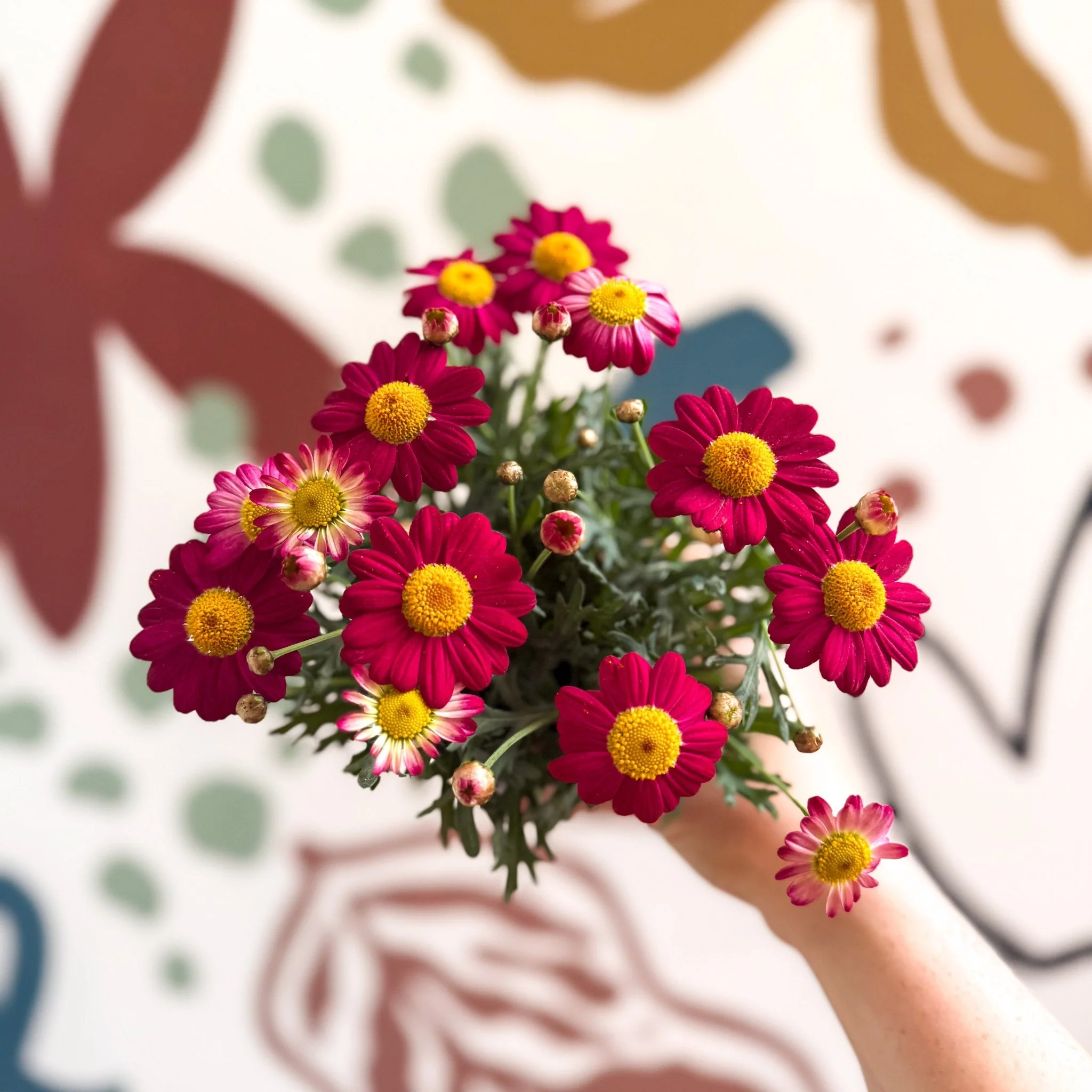 Argyranthemum frutescens 'La Rita Red' - Red Marguerite Daisy - Image 13