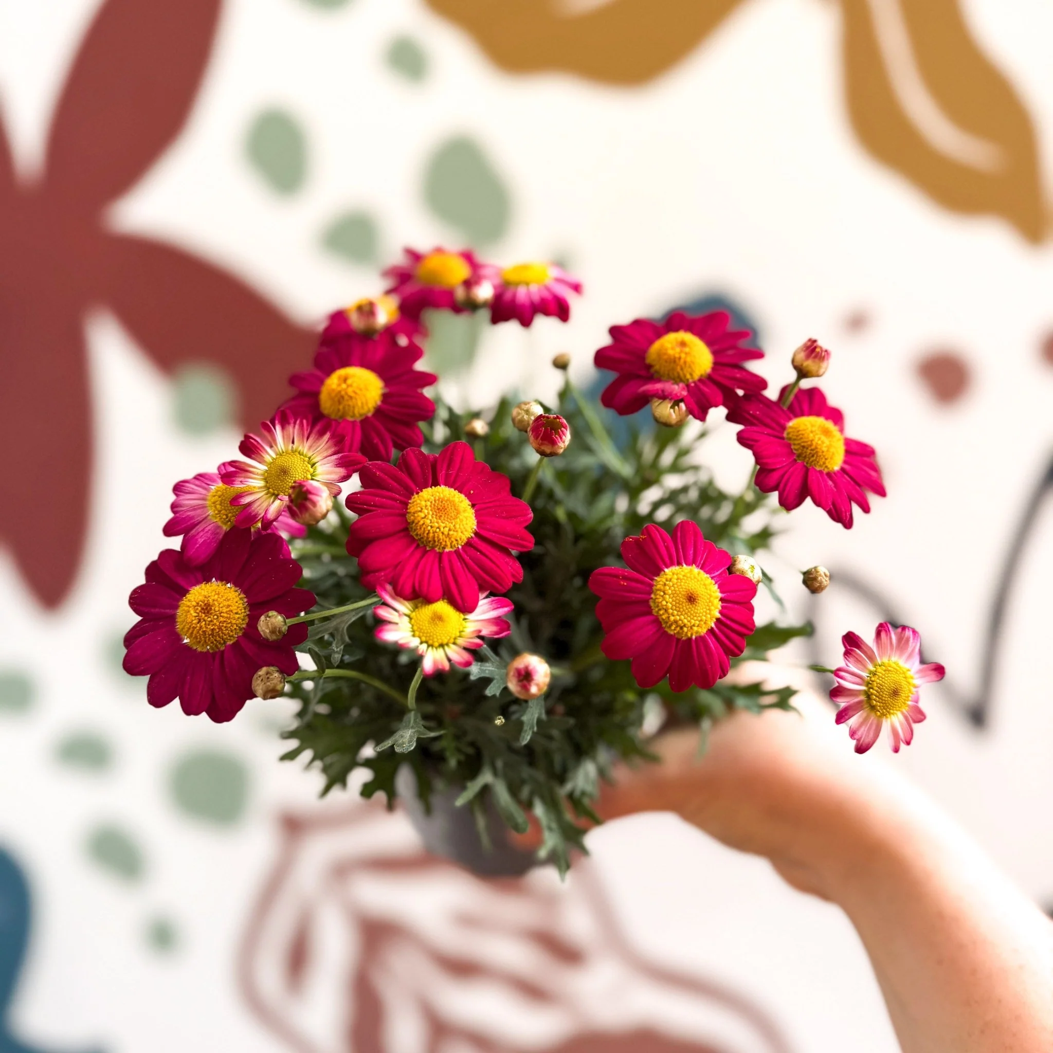 Argyranthemum frutescens 'La Rita Red' - Red Marguerite Daisy - Image 14