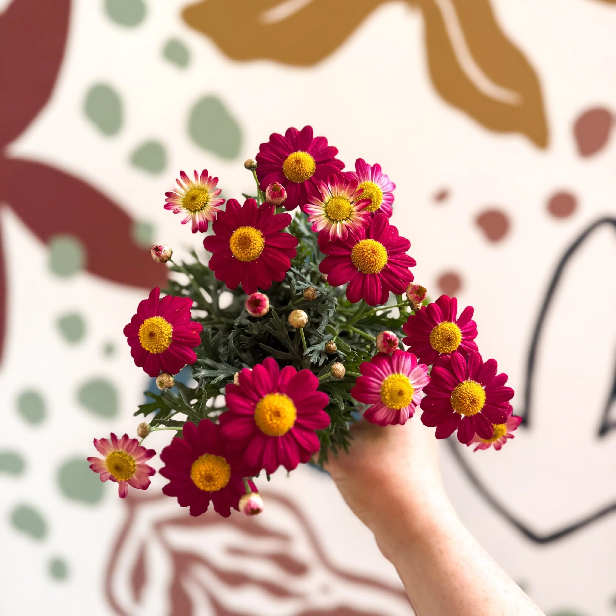 Argyranthemum frutescens 'La Rita Red' - Red Marguerite Daisy - Image 2