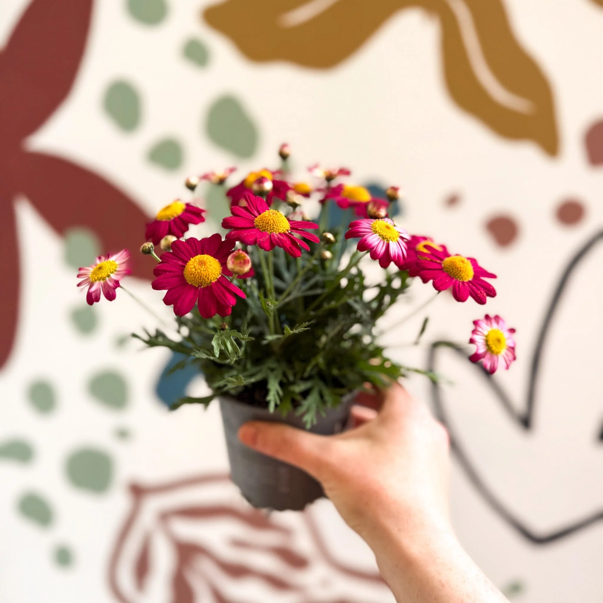 Argyranthemum frutescens 'La Rita Red' - Red Marguerite Daisy - Image 4