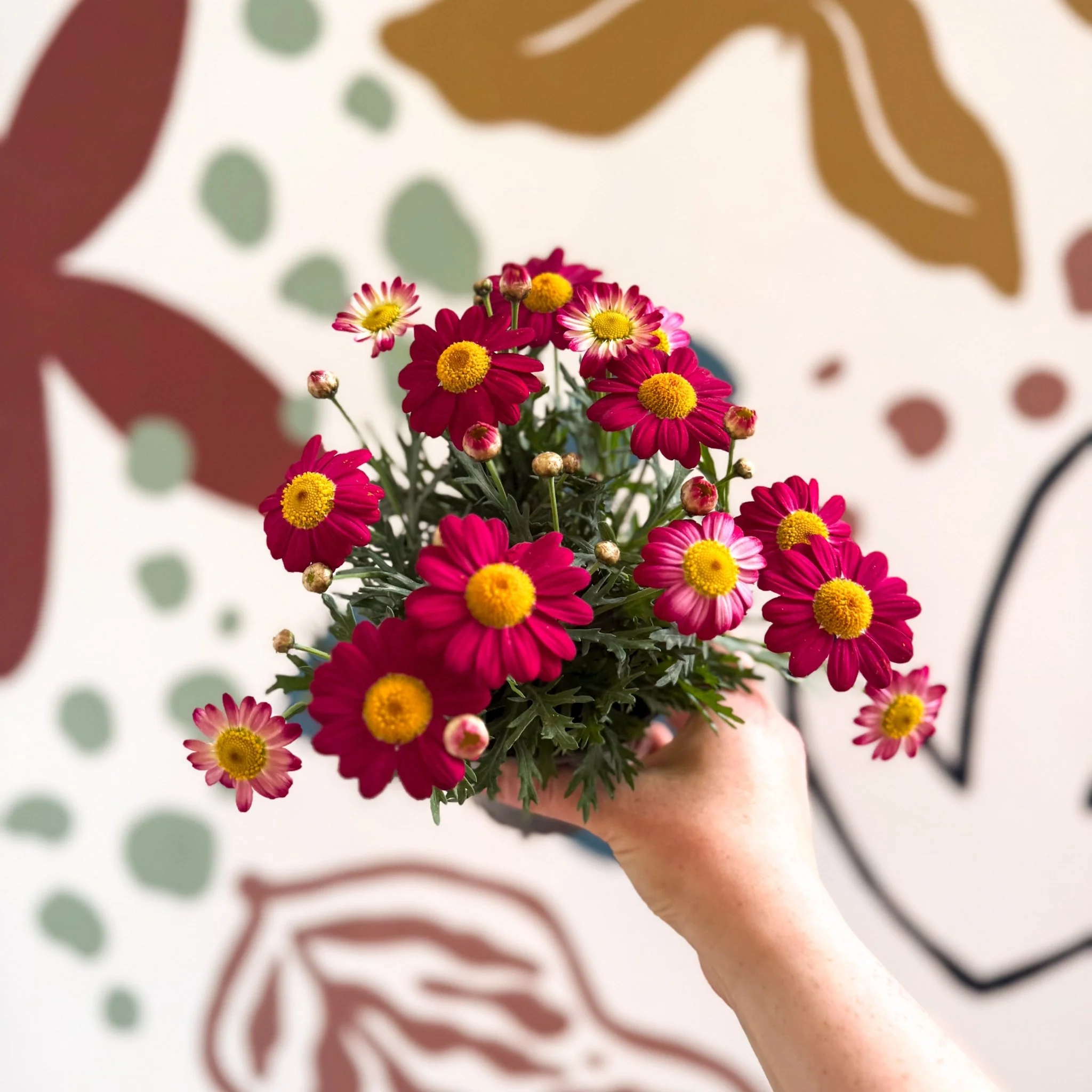 Argyranthemum frutescens 'La Rita Red' - Red Marguerite Daisy - Image 5