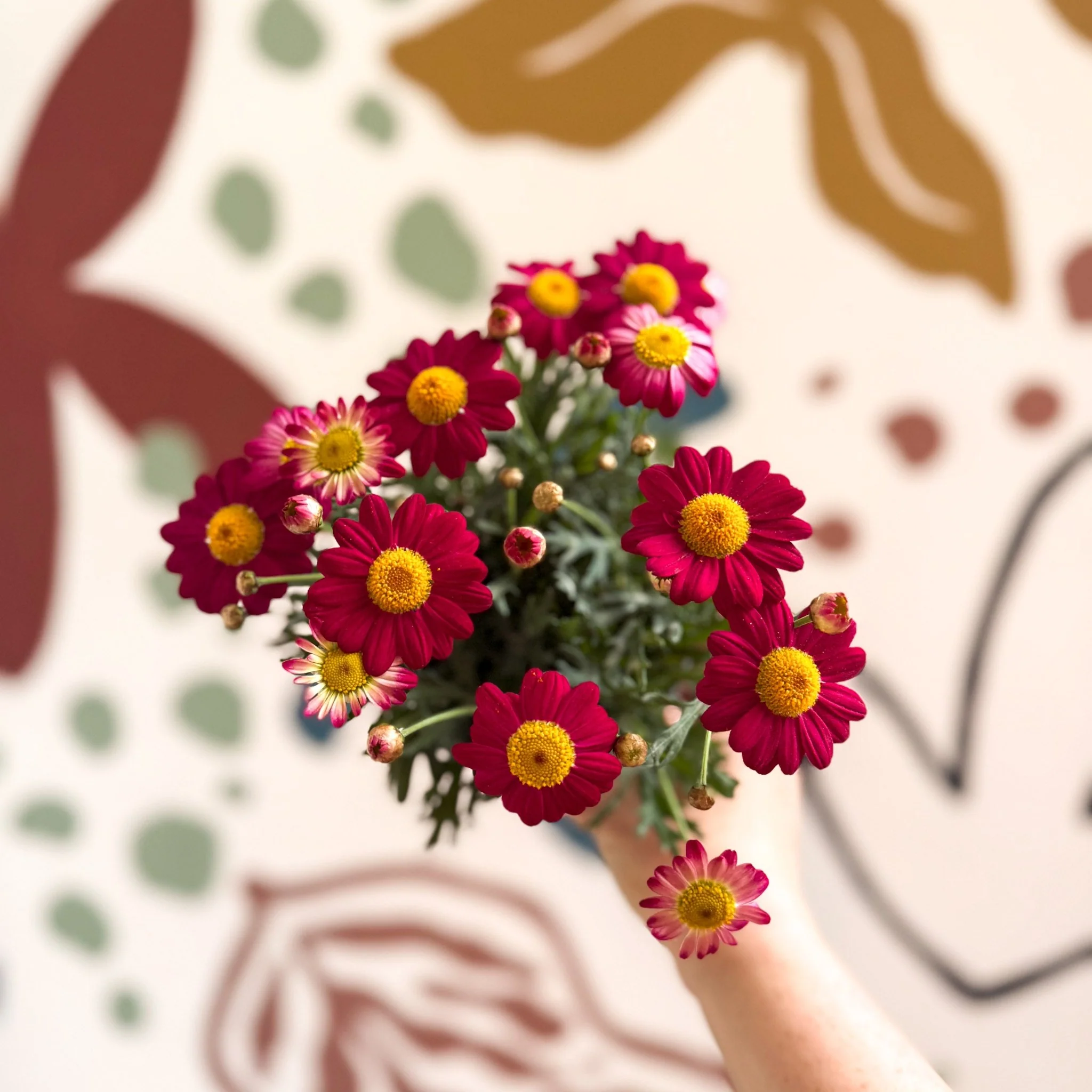 Argyranthemum frutescens 'La Rita Red' - Red Marguerite Daisy - Image 6