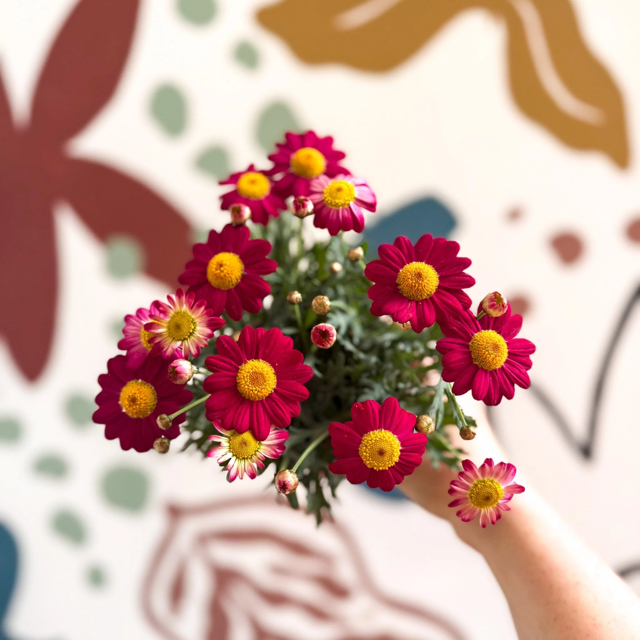 Argyranthemum frutescens 'La Rita Red' - Red Marguerite Daisy - Image 7