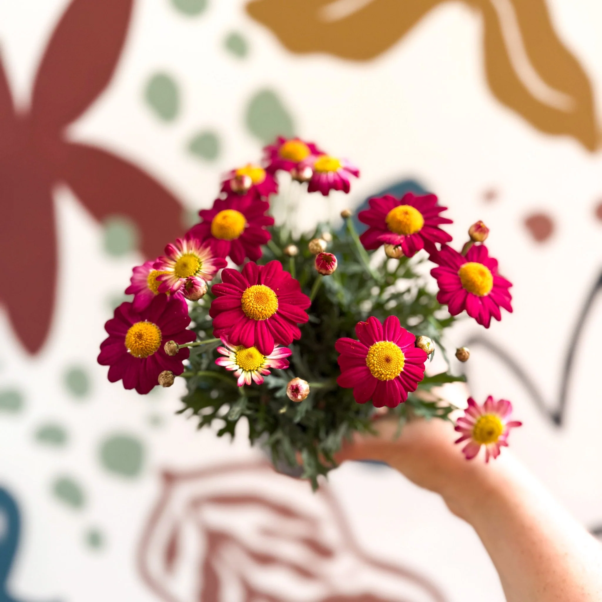 Argyranthemum frutescens 'La Rita Red' - Red Marguerite Daisy - Image 8