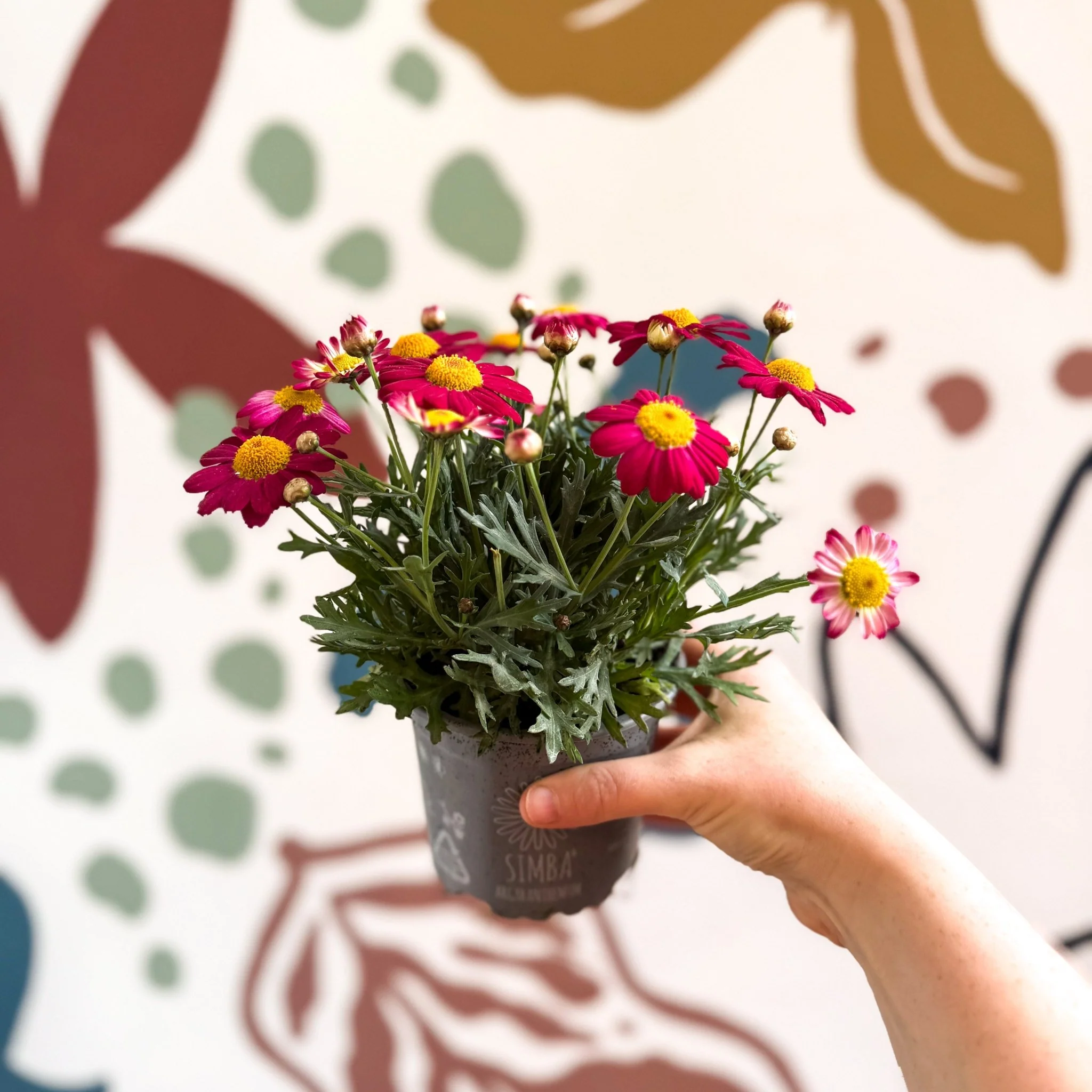 Argyranthemum frutescens 'La Rita Red' - Red Marguerite Daisy - Image 9