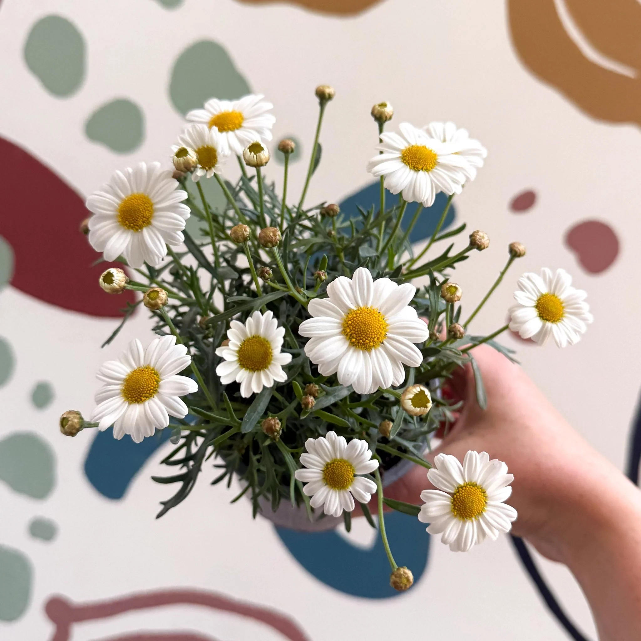 Argyranthemum frutescens 'La Rita White' - White Marguerite Daisy