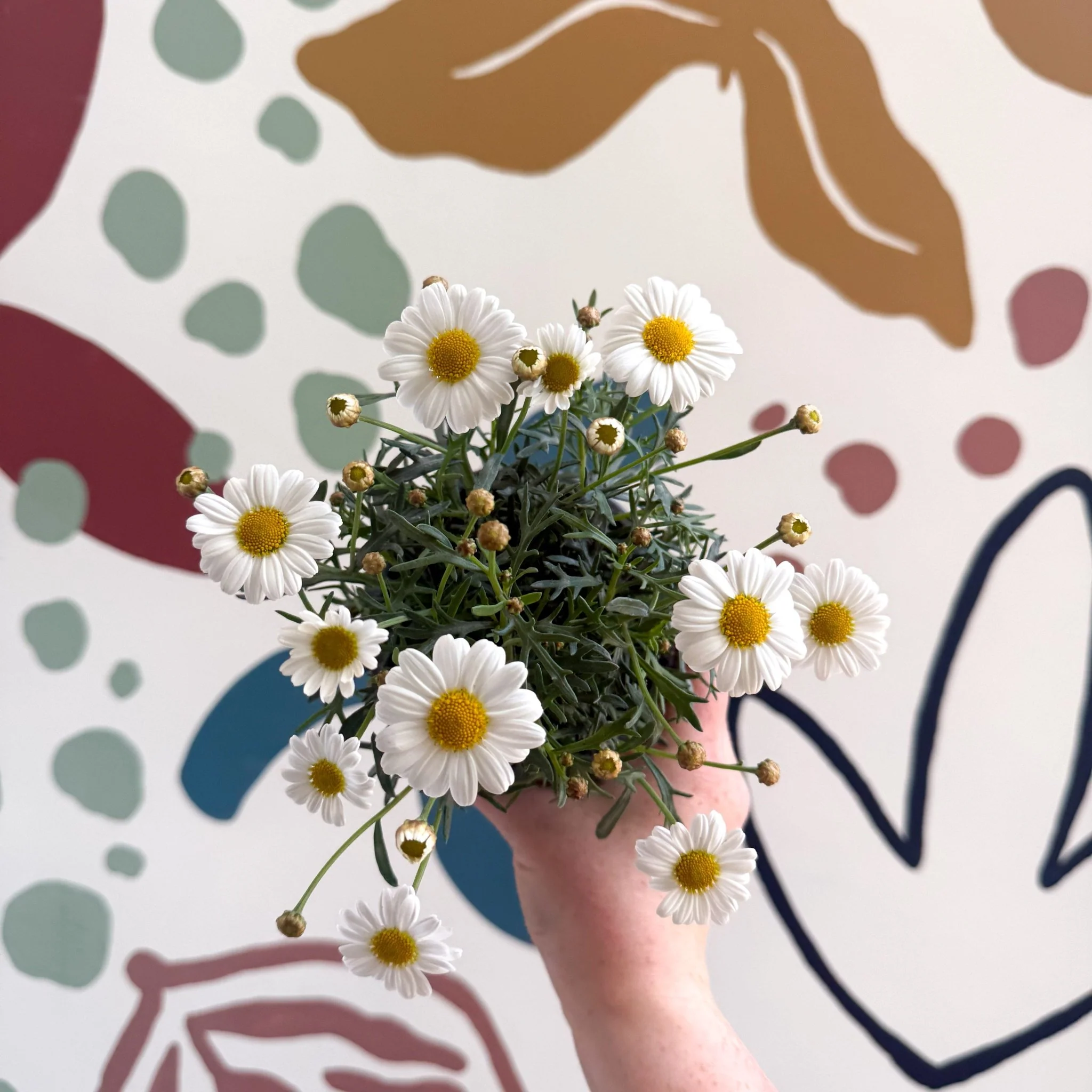 Argyranthemum frutescens 'La Rita White' - White Marguerite Daisy - Image 10
