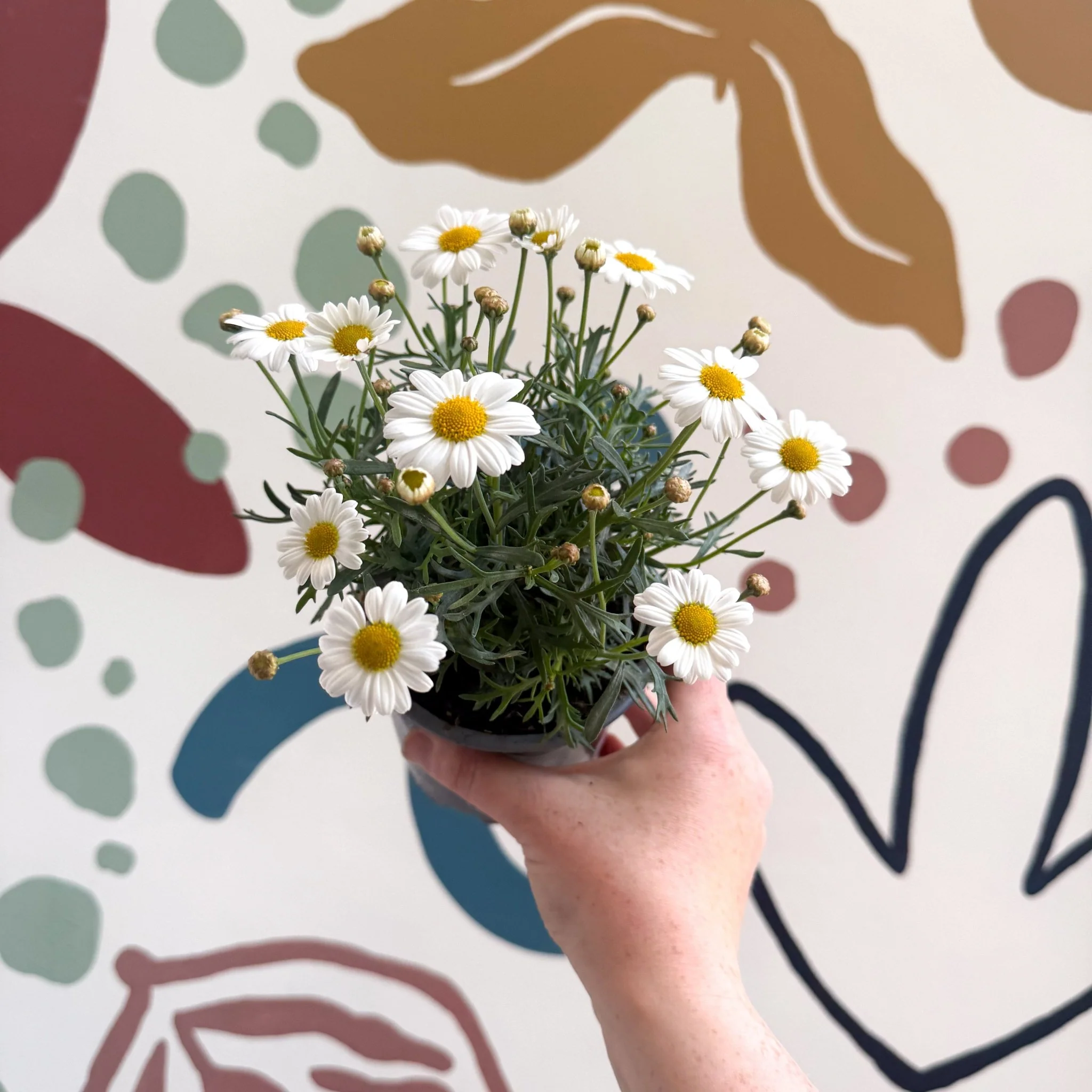 Argyranthemum frutescens 'La Rita White' - White Marguerite Daisy - Image 11
