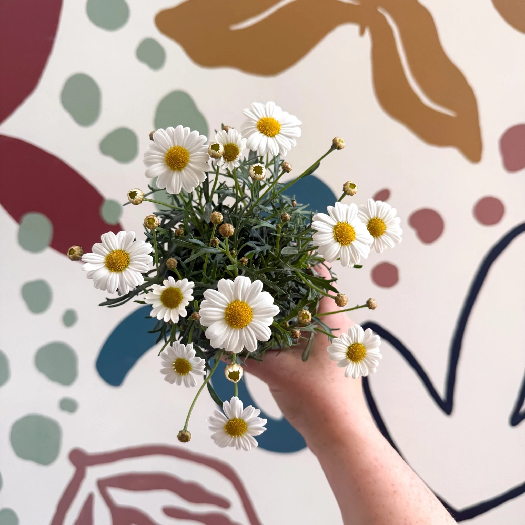 Argyranthemum frutescens 'La Rita White' - White Marguerite Daisy - Image 12