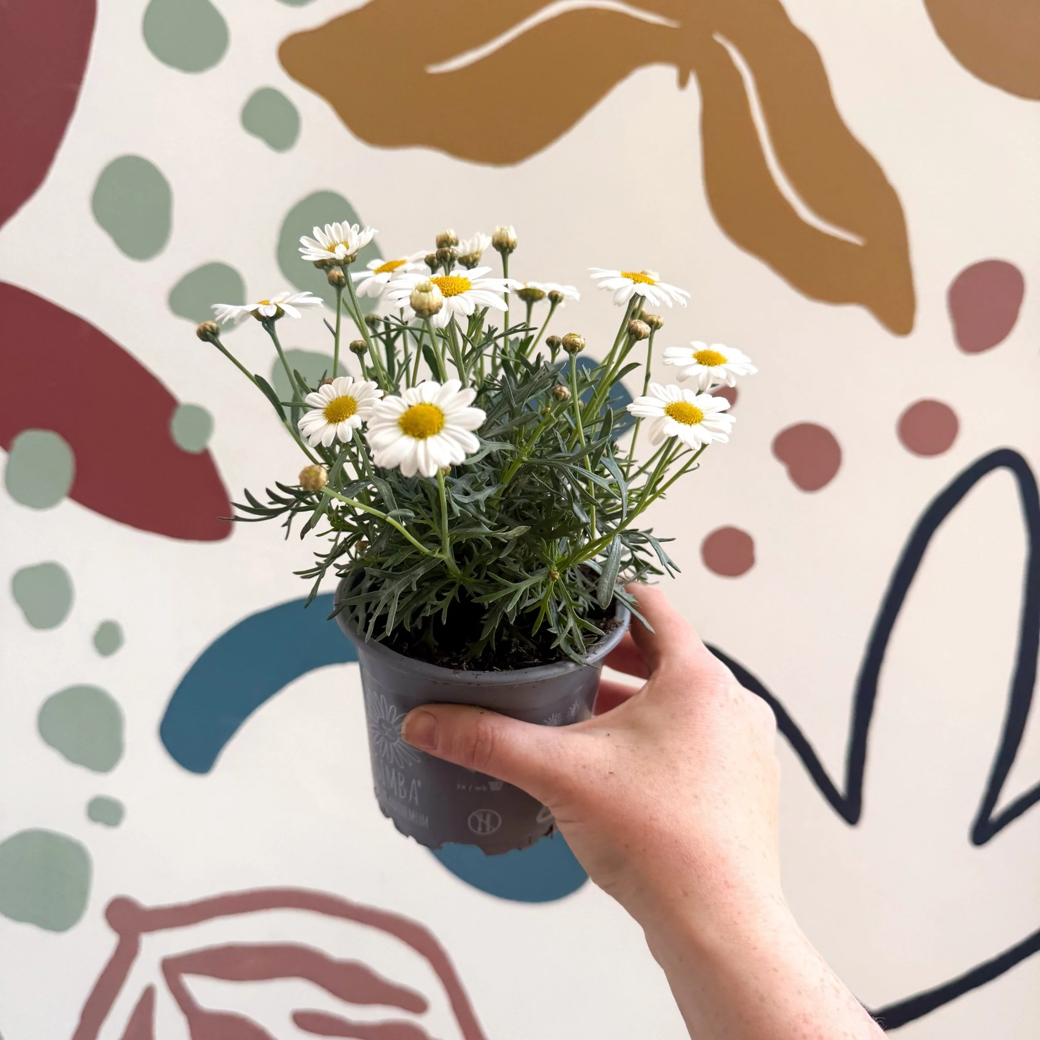 Argyranthemum frutescens 'La Rita White' - White Marguerite Daisy - Image 3