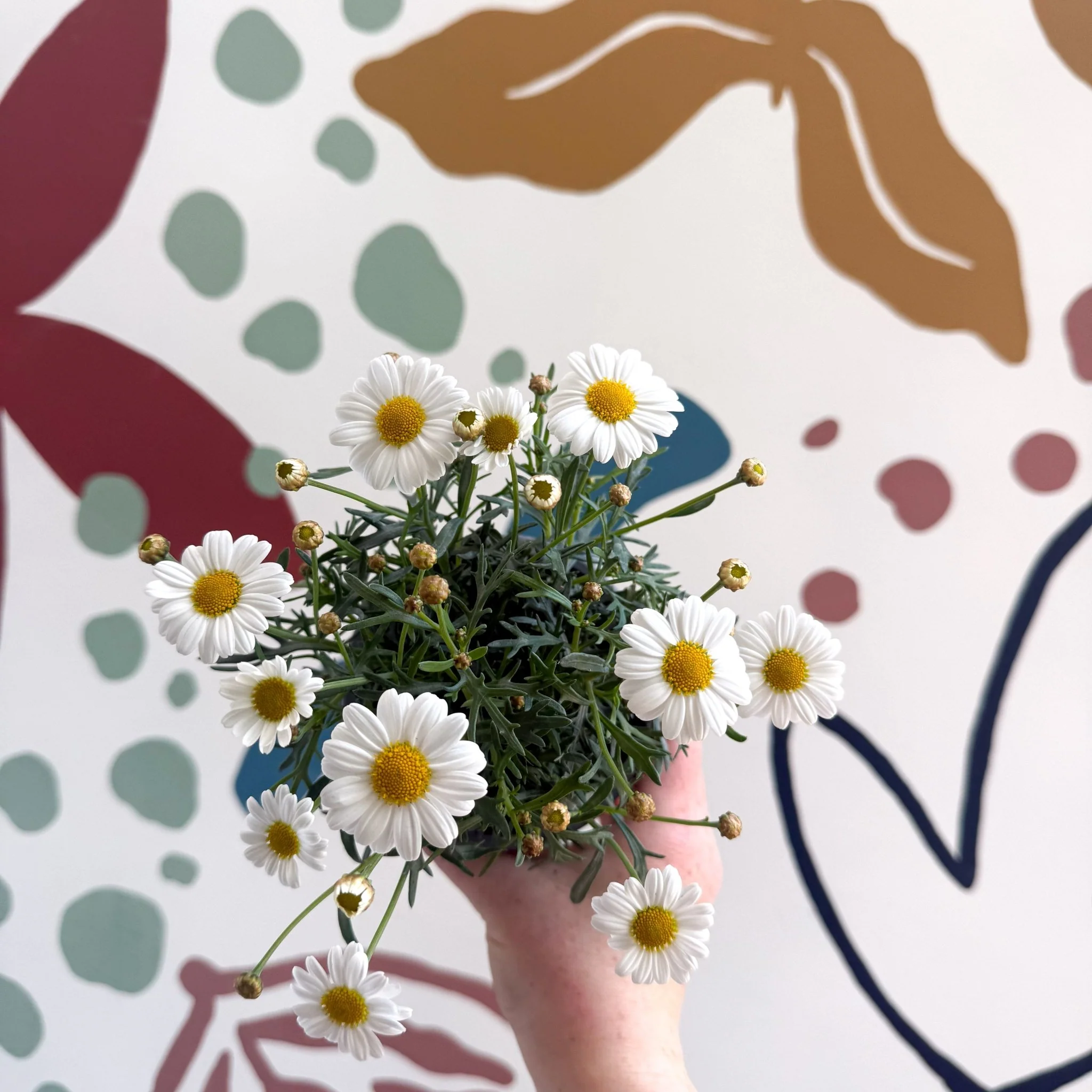 Argyranthemum frutescens 'La Rita White' - White Marguerite Daisy - Image 4