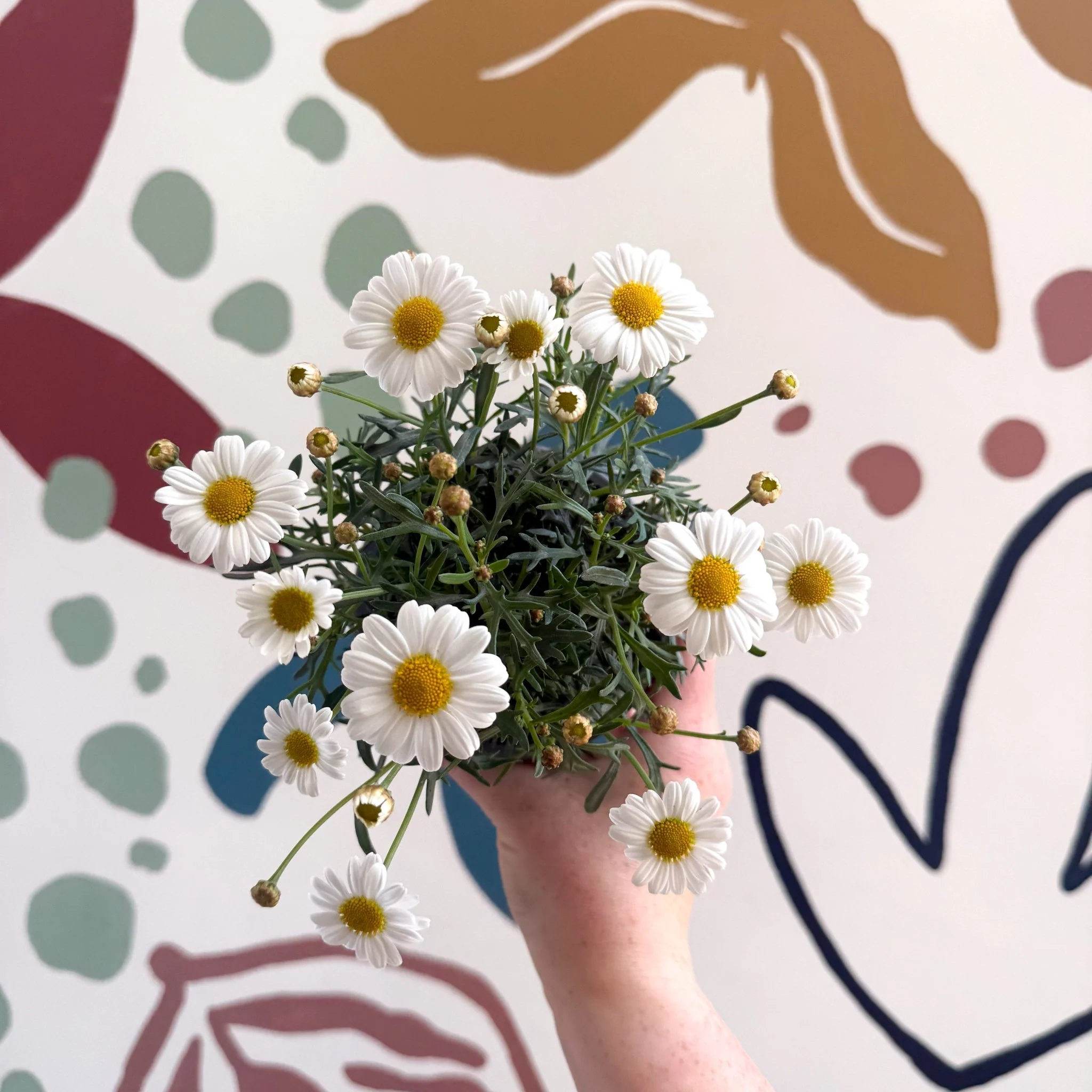 Argyranthemum frutescens 'La Rita White' - White Marguerite Daisy - Image 5