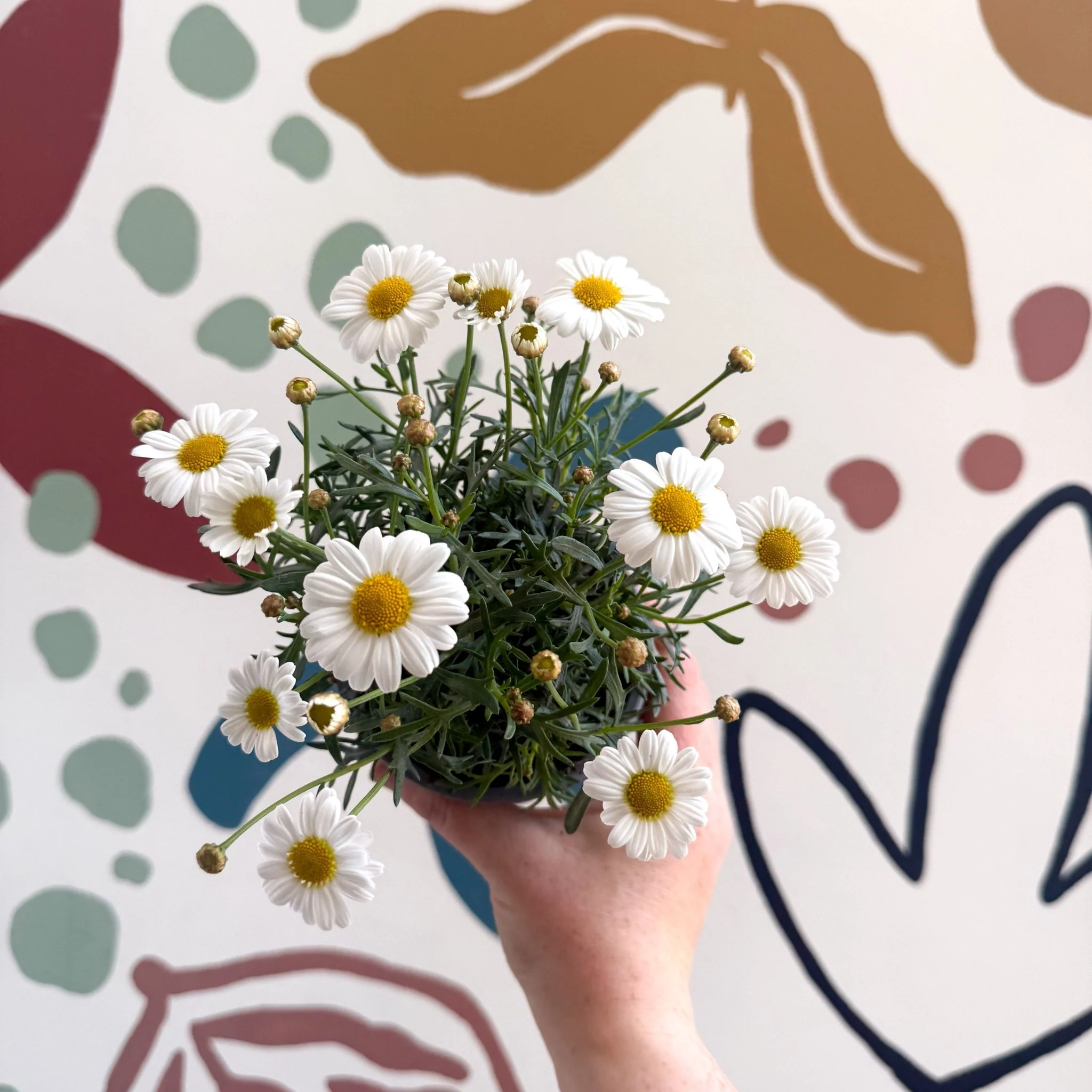 Argyranthemum frutescens 'La Rita White' - White Marguerite Daisy - Image 7