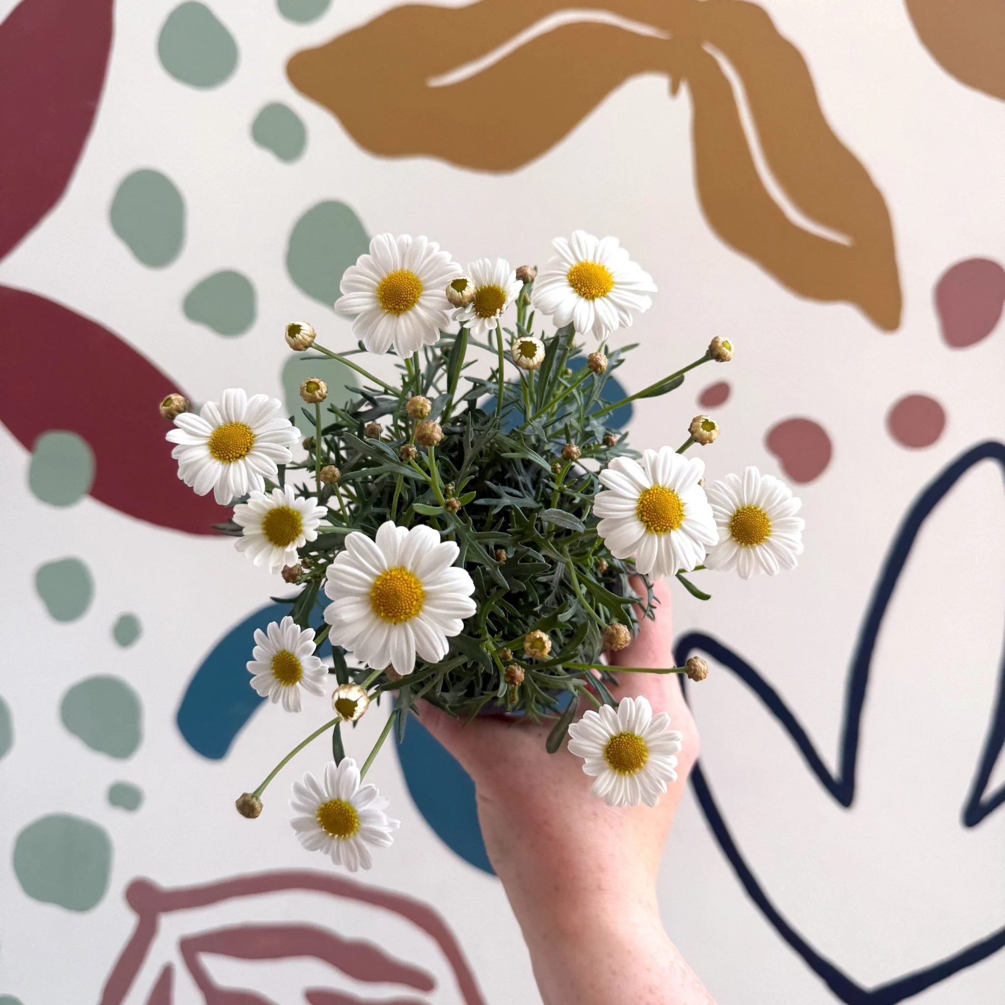 Argyranthemum frutescens 'La Rita White' - White Marguerite Daisy - Image 9