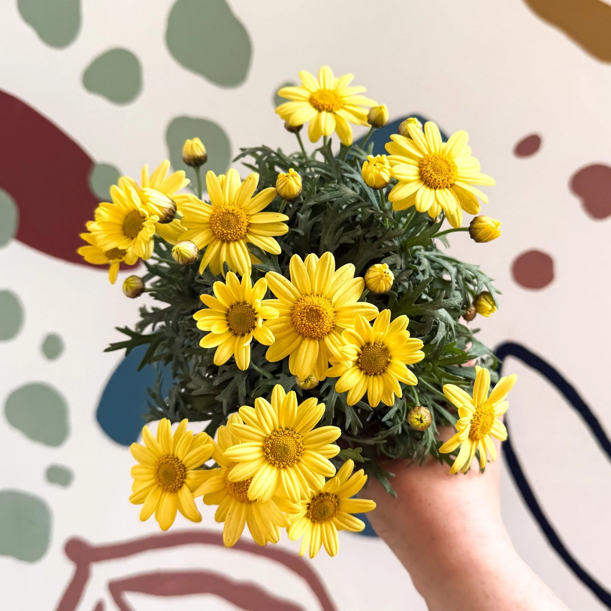Argyranthemum frutescens 'La Rita Yellow' - Yellow Marguerite Daisy