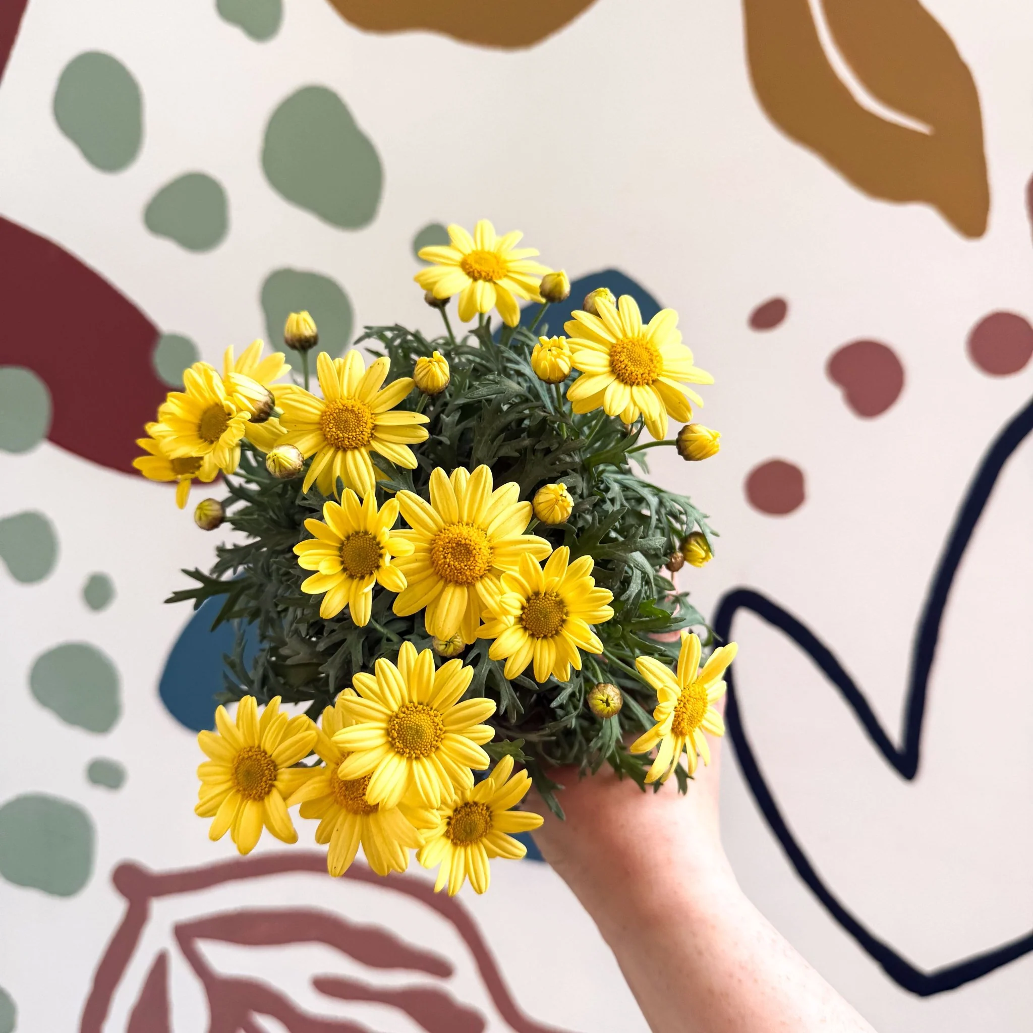 Argyranthemum frutescens 'La Rita Yellow' - Yellow Marguerite Daisy - Image 10