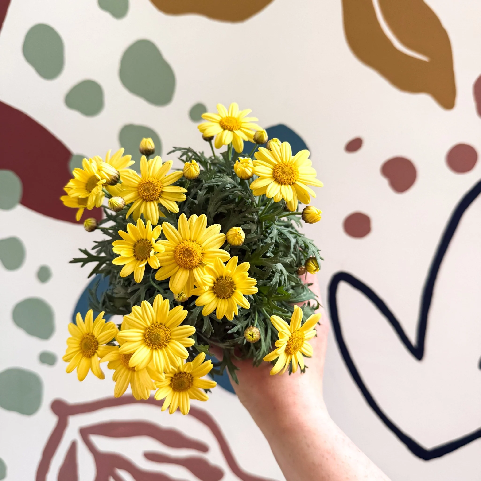 Argyranthemum frutescens 'La Rita Yellow' - Yellow Marguerite Daisy - Image 2