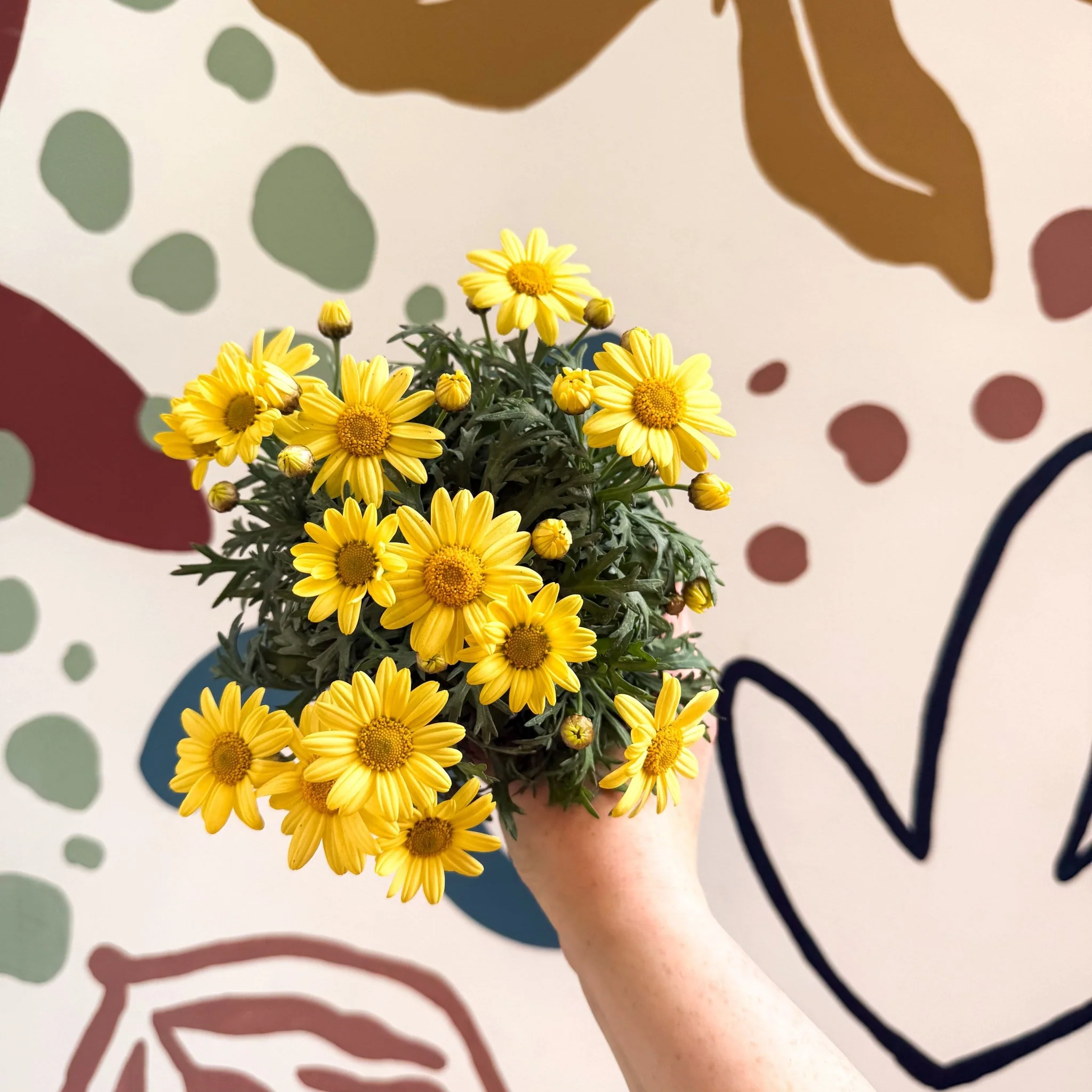 Argyranthemum frutescens 'La Rita Yellow' - Yellow Marguerite Daisy - Image 3