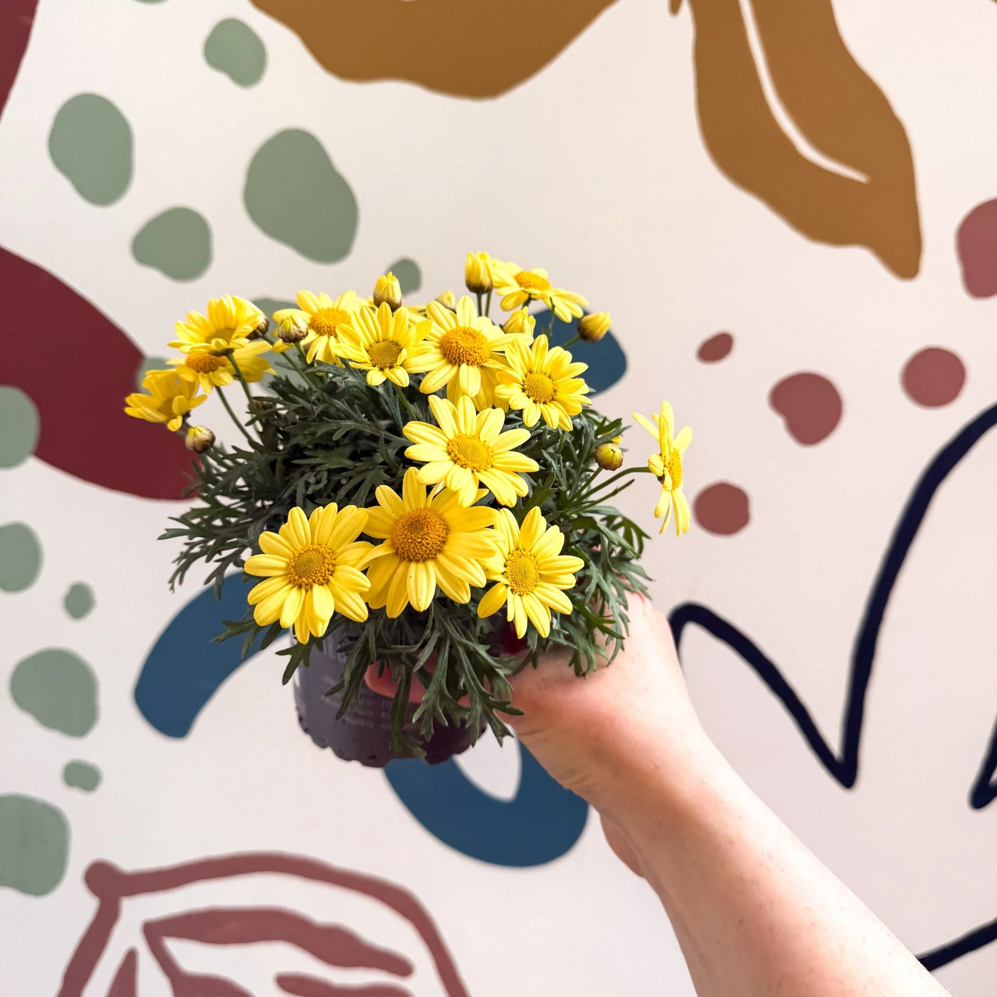 Argyranthemum frutescens 'La Rita Yellow' - Yellow Marguerite Daisy - Image 4
