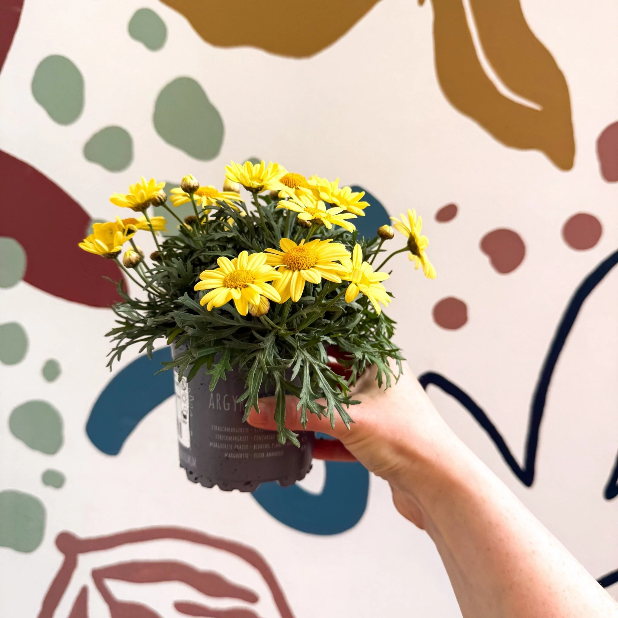Argyranthemum frutescens 'La Rita Yellow' - Yellow Marguerite Daisy - Image 5