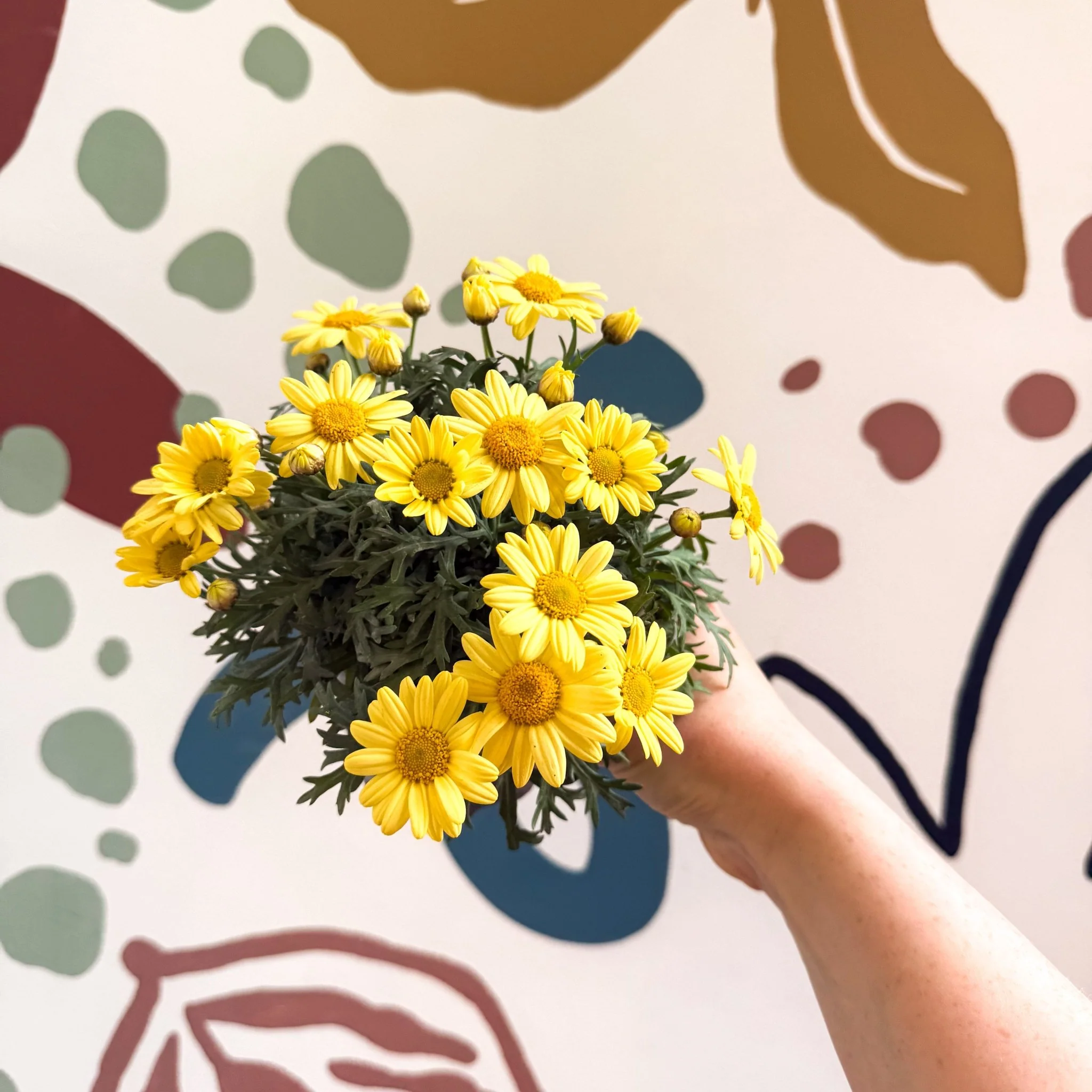 Argyranthemum frutescens 'La Rita Yellow' - Yellow Marguerite Daisy - Image 6