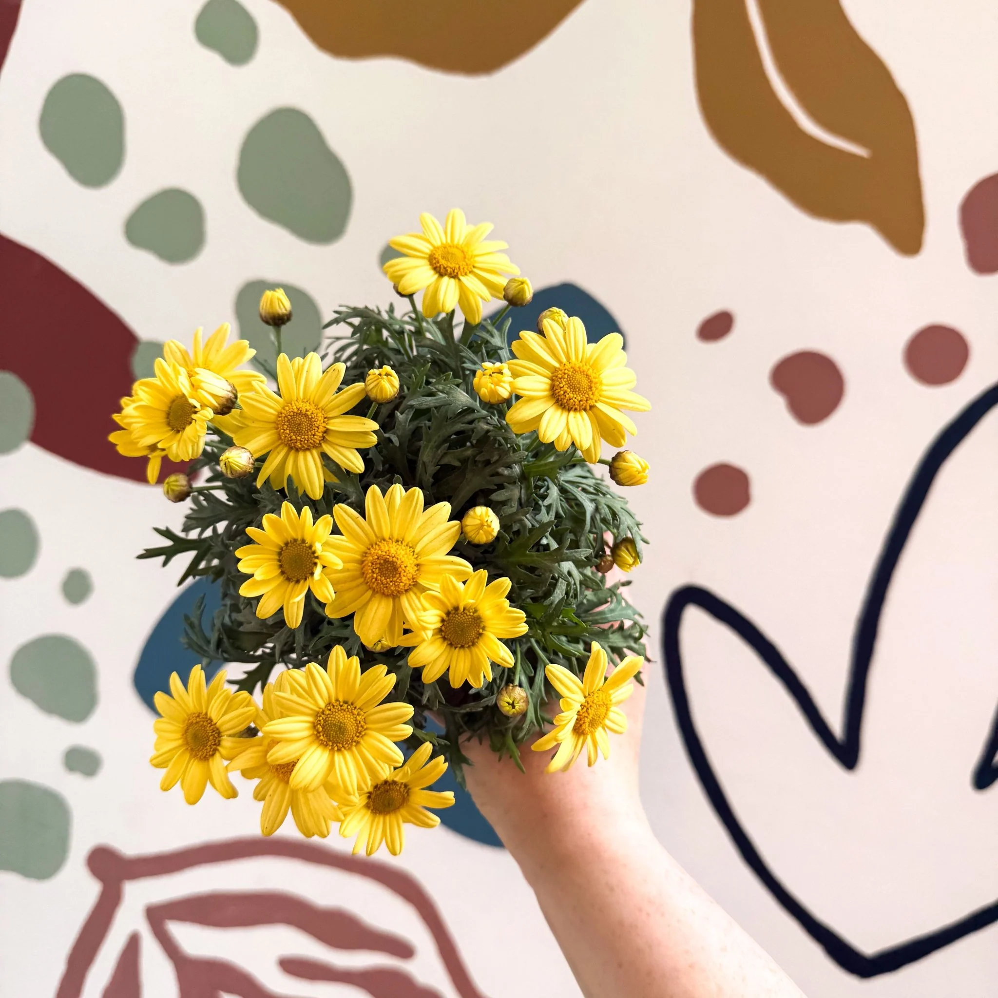 Argyranthemum frutescens 'La Rita Yellow' - Yellow Marguerite Daisy - Image 7
