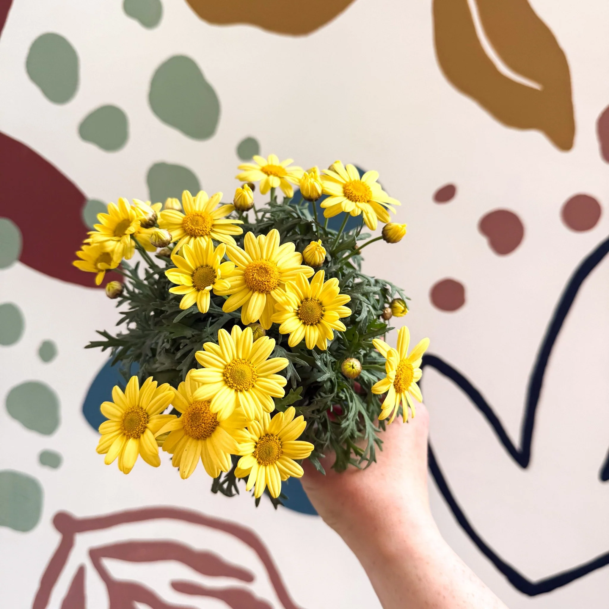 Argyranthemum frutescens 'La Rita Yellow' - Yellow Marguerite Daisy - Image 8