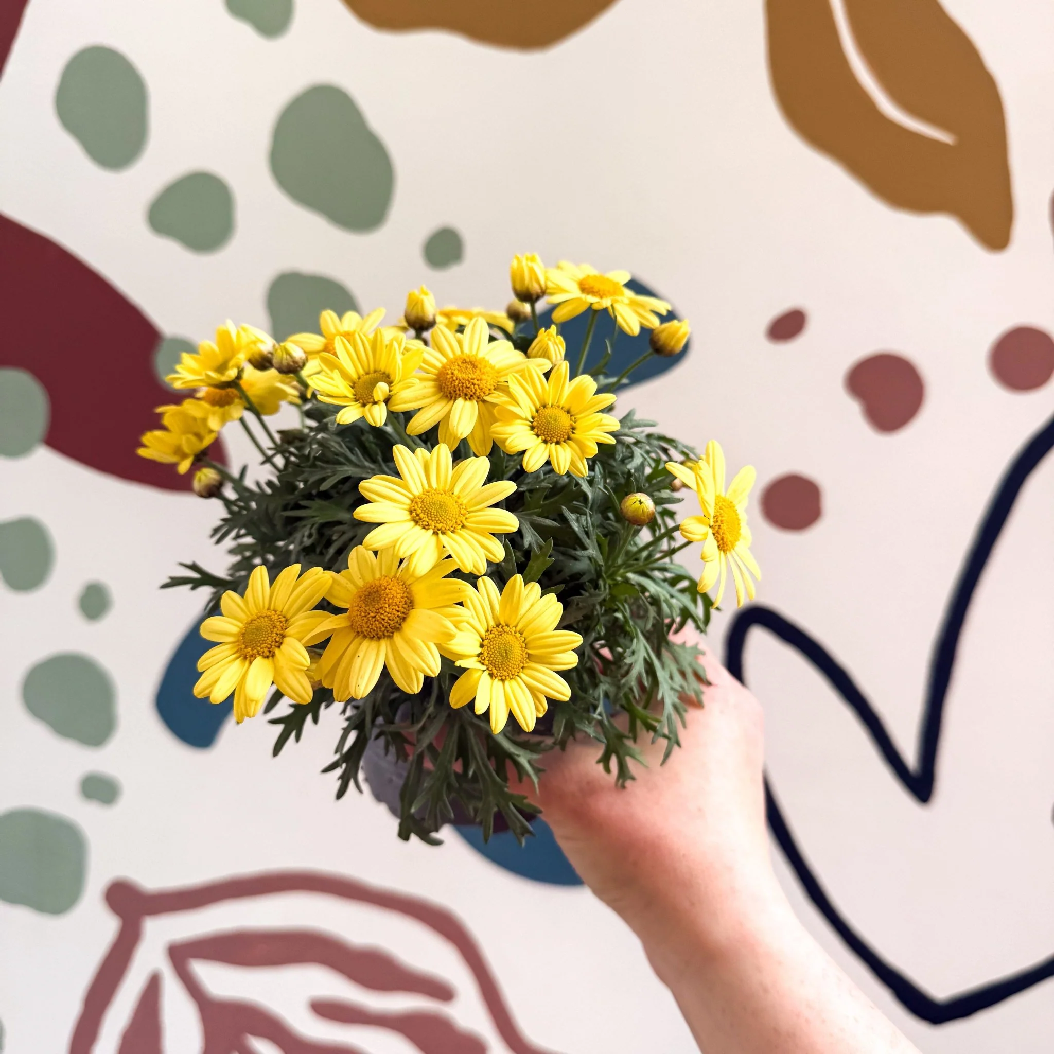 Argyranthemum frutescens 'La Rita Yellow' - Yellow Marguerite Daisy - Image 9