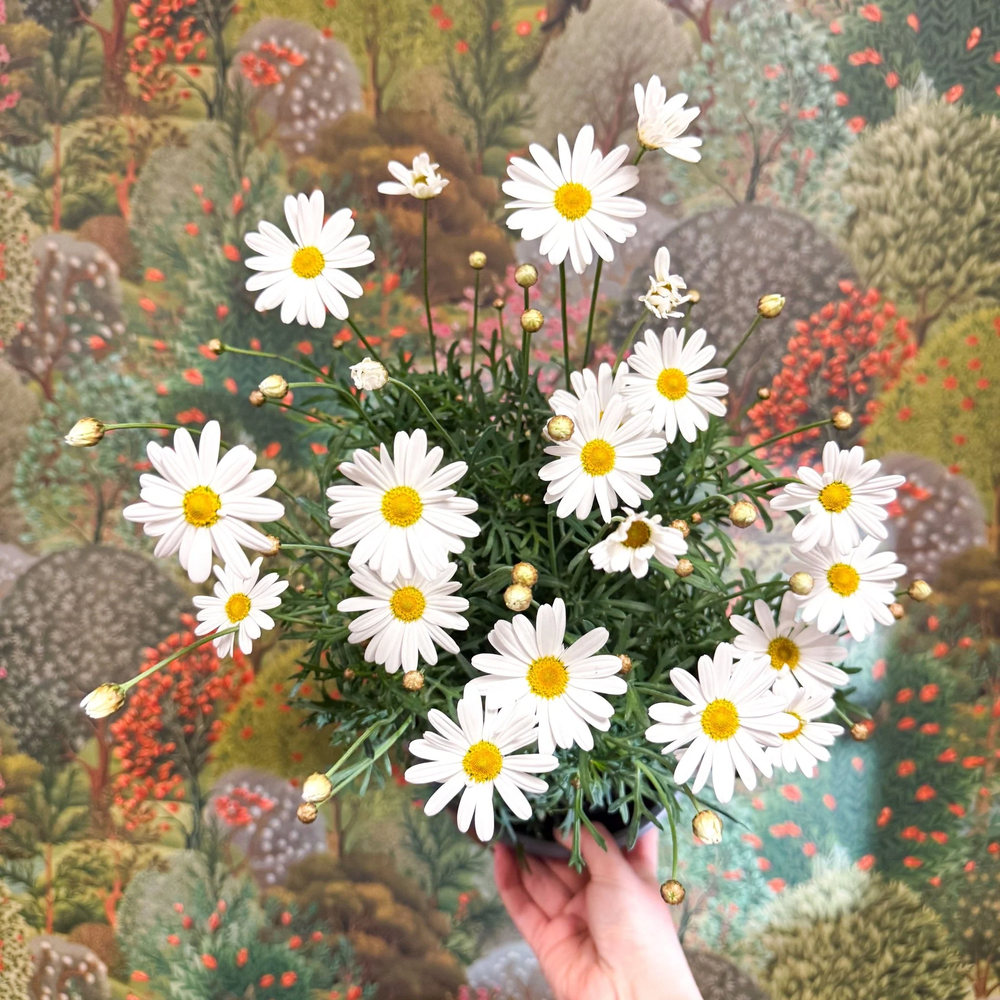 Argyranthemum frutescens - White Marguerite Daisy - Image 2