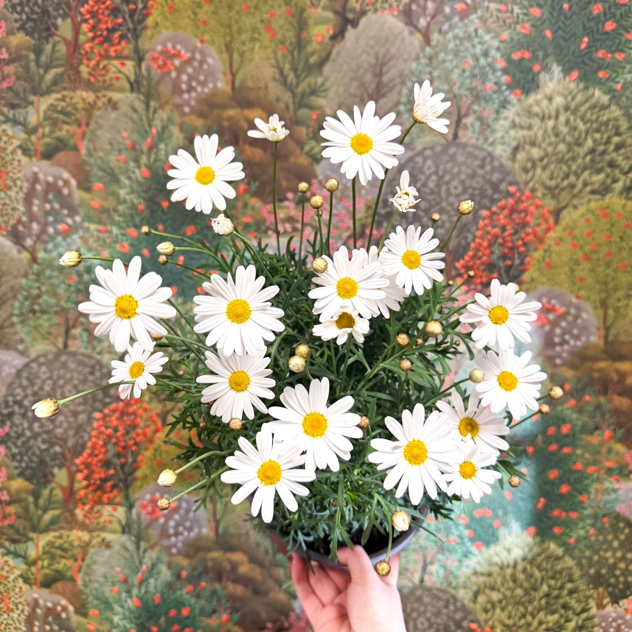 Argyranthemum frutescens - White Marguerite Daisy - Image 3