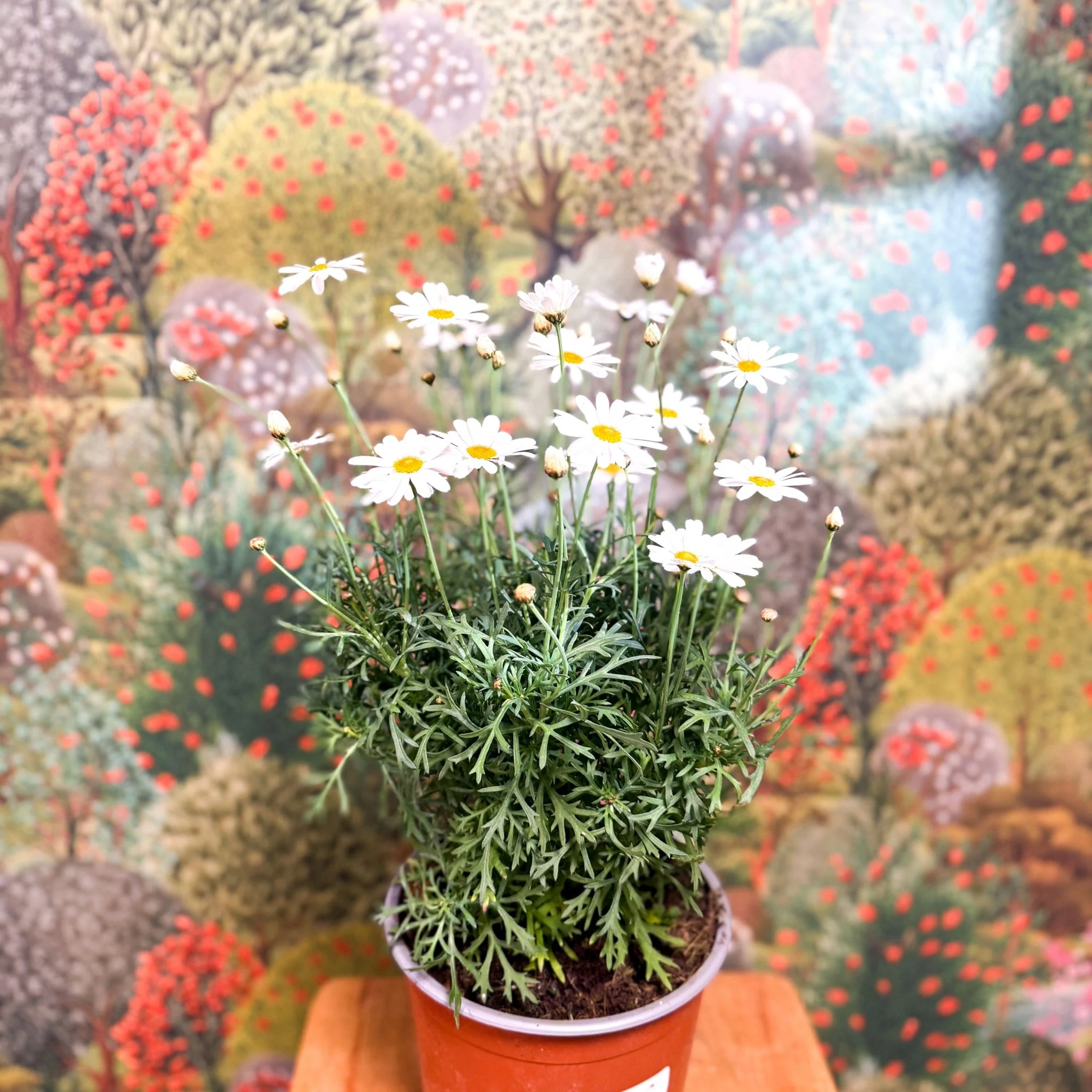 Argyranthemum frutescens - White Marguerite Daisy - Image 4