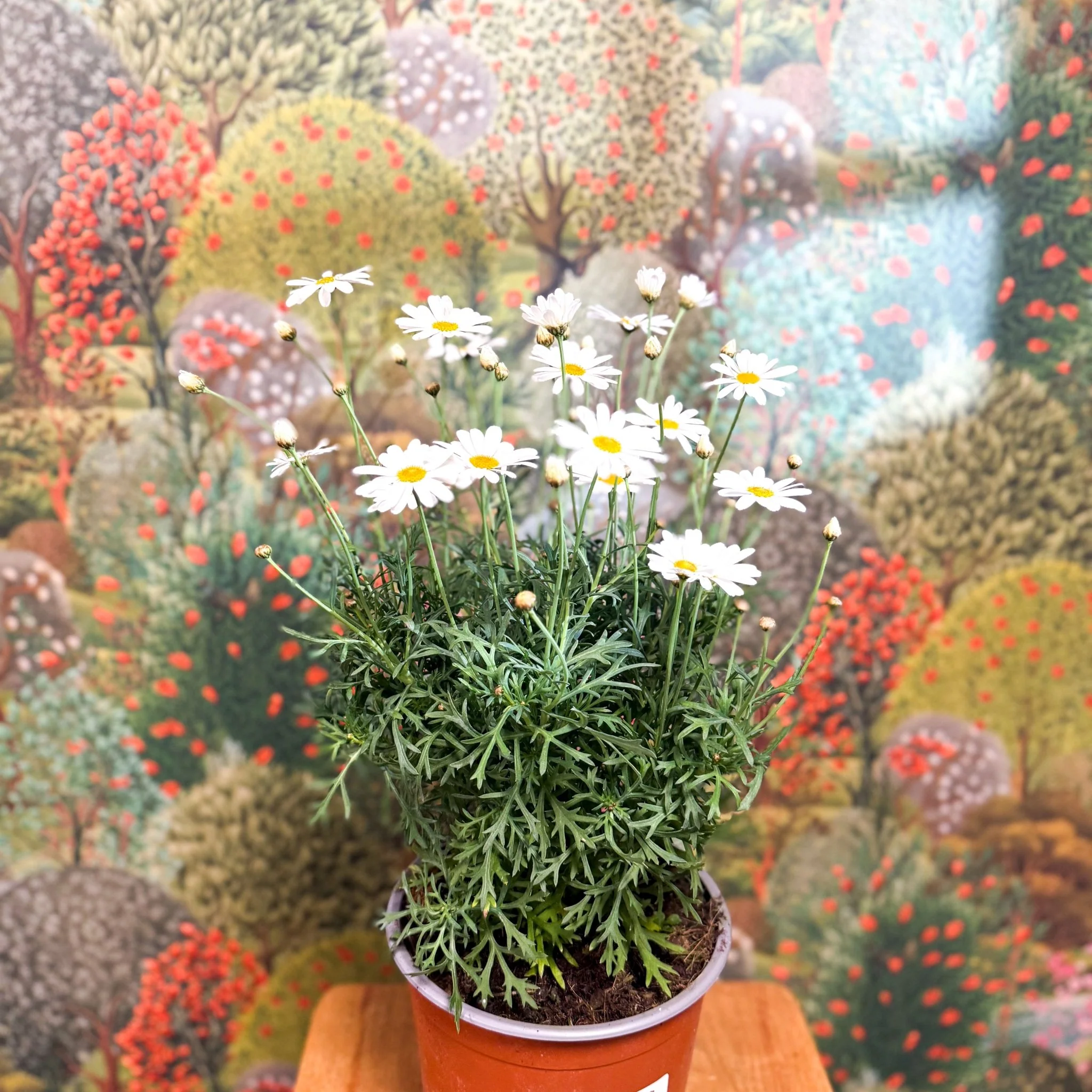 Argyranthemum frutescens - White Marguerite Daisy - Image 5