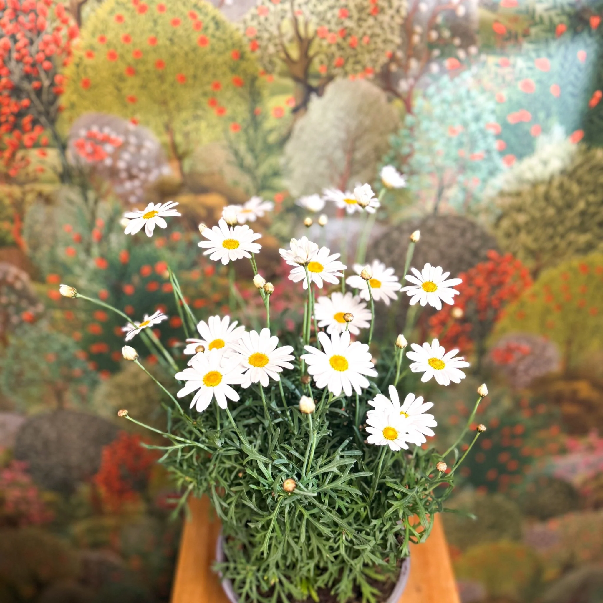 Argyranthemum frutescens - White Marguerite Daisy - Image 7