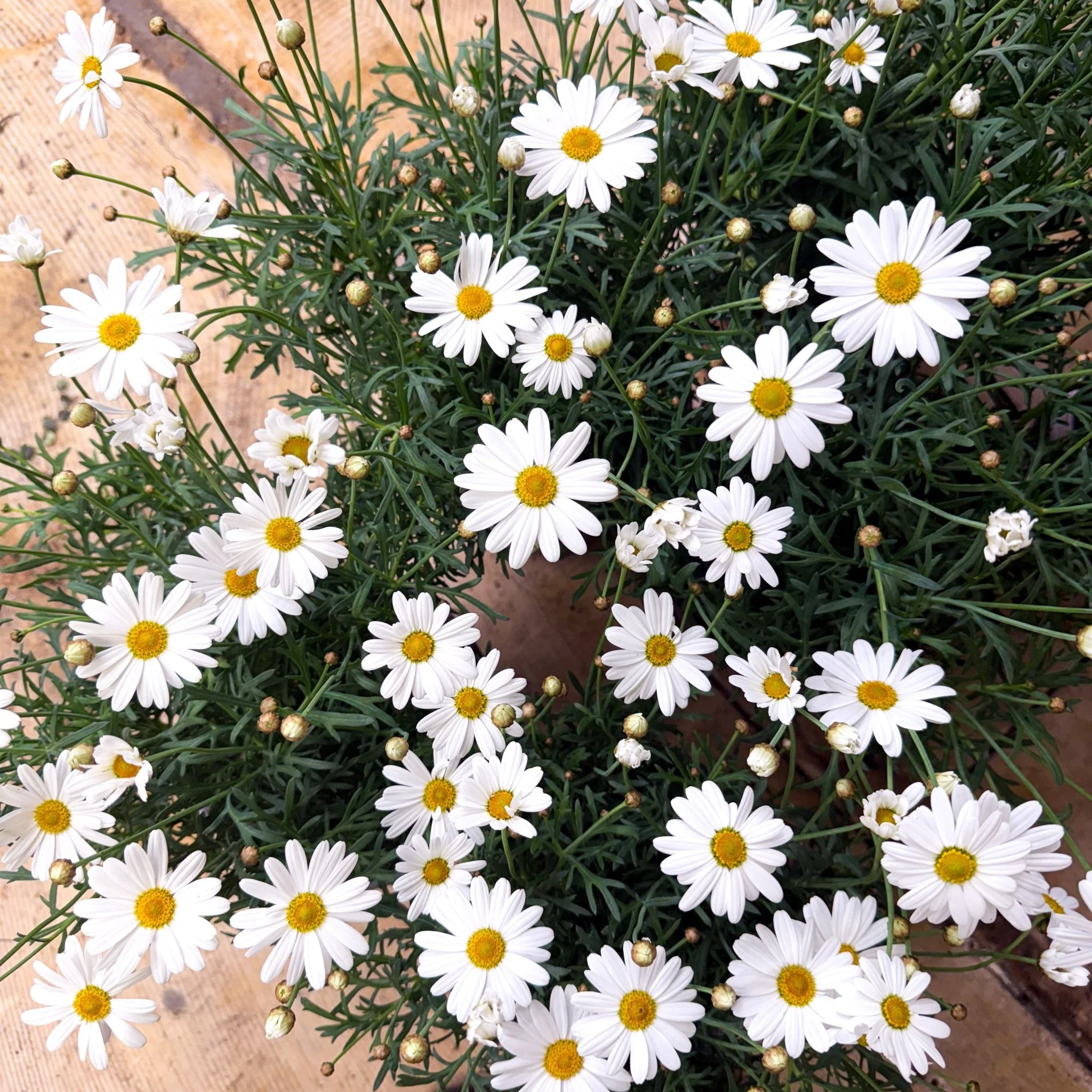 Argyranthemum frutescens - White Marguerite Daisy - Image 9