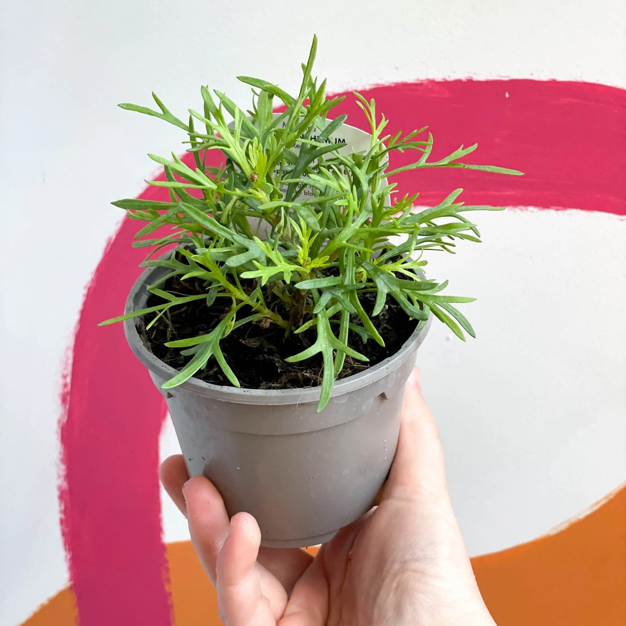 Argyranthemum 'Madeira Double Red' - UK Grown