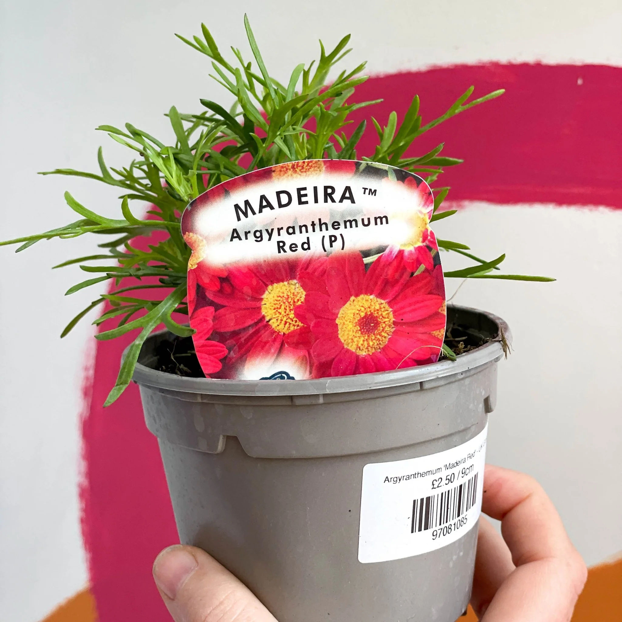 Marguerite Daisy - Argyranthemum 'Madeira Red' - British Grown - Image 2