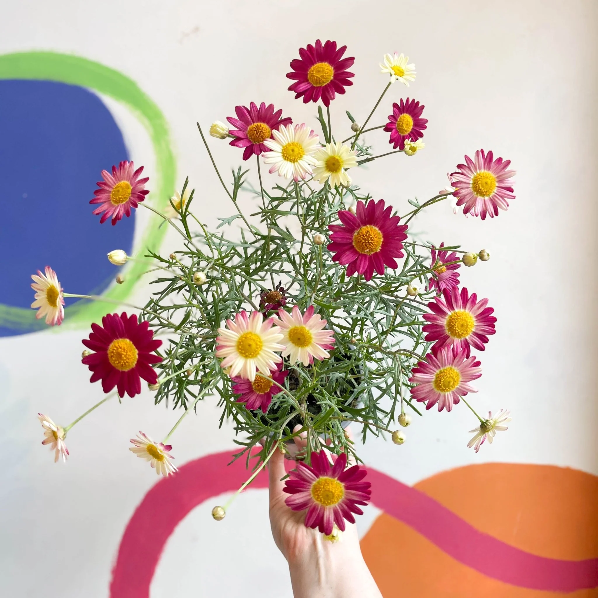 Marguerite Daisy - Argyranthemum 'Madeira Red' - British Grown - Image 3