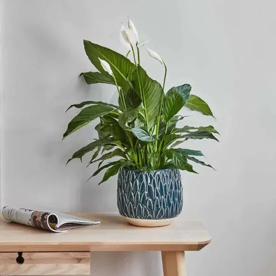 Arles Leaf Embossed Planter in Teal Blue - Image 2