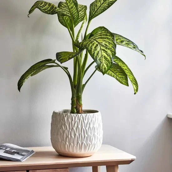 Arles Leaf Embossed Planter in White - Image 2